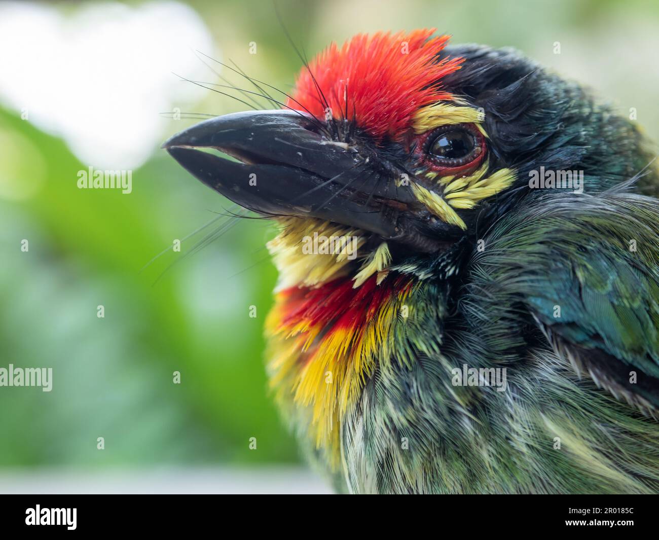 Primo piano il volto di Giovanile Coppersmith barbet uccello Foto Stock