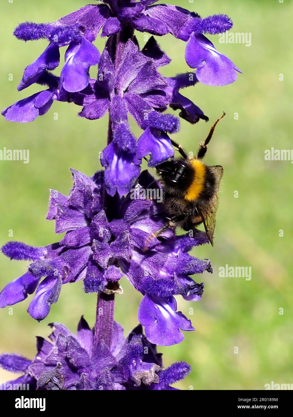 Macro arancio e nero bumblebee (Bombus terrestris) che si nutrono di fiori di salvia blu Foto Stock