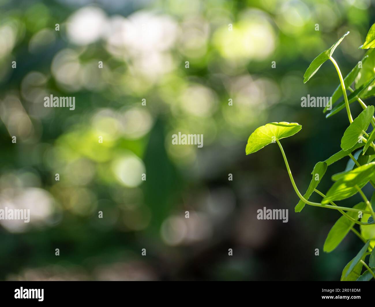 Foglie a telaio pieno di idrocotilo umbellate come sfondo naturale Foto Stock