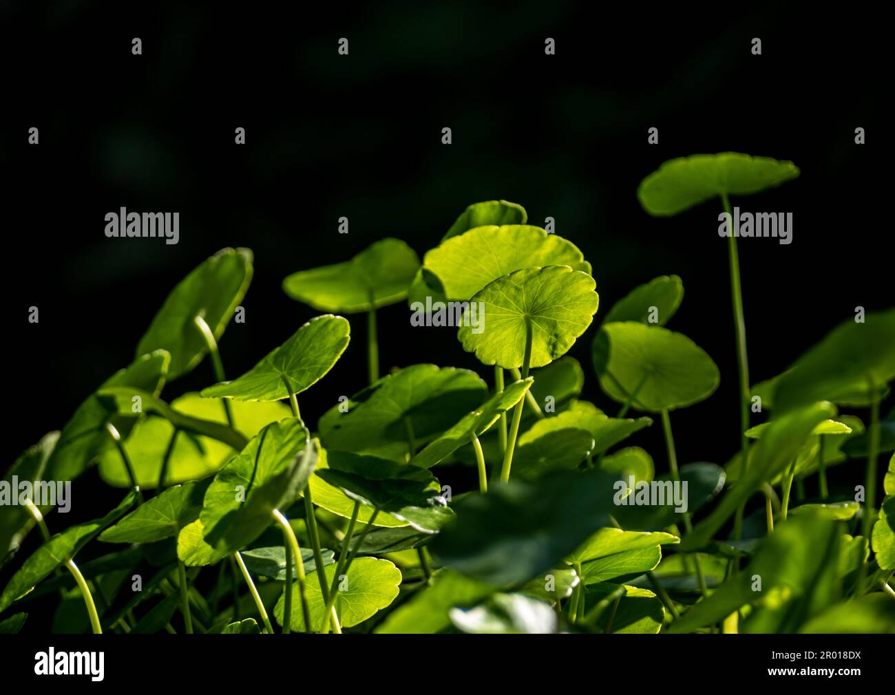 Foglie a telaio pieno di idrocotilo umbellate come sfondo naturale Foto Stock