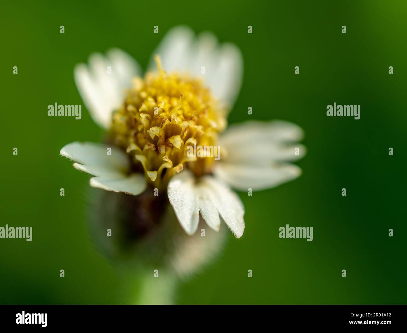 Primo piano Tridax fiore Daisy fioritura Foto Stock