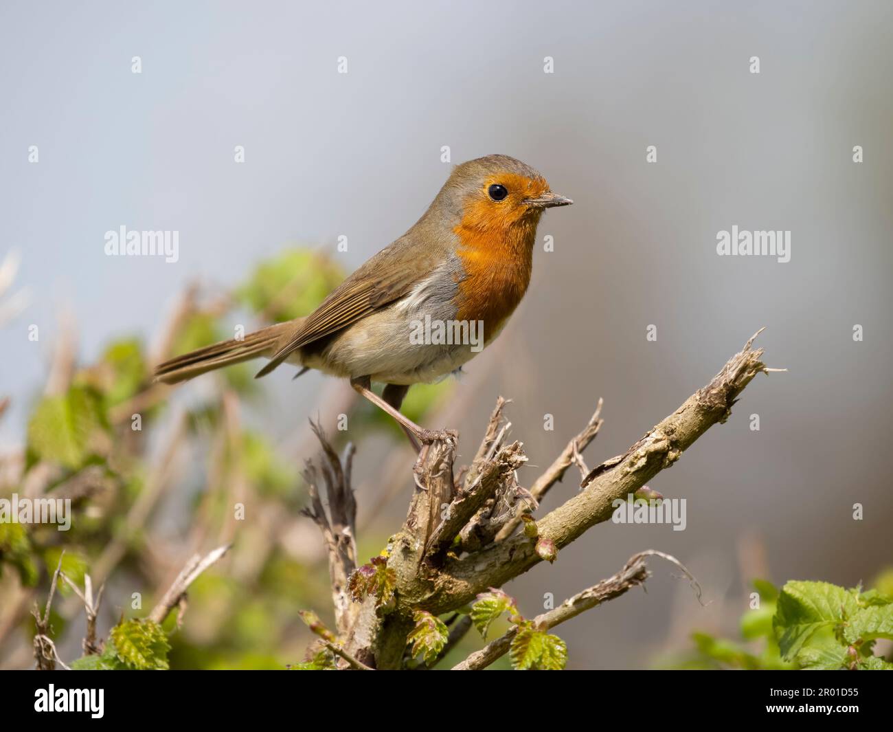 Robin, Erithacus rubecula, singolo uccello su siepe, Warwickshire, maggio 2023 Foto Stock