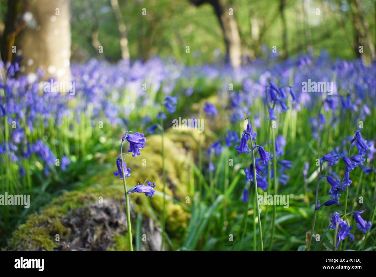 Closeup di comuni bluebelle britanniche native (Hyacintoides non-scripta) in un bosco con luce solare appicchiata che arriva attraverso gli alberi, con un log mossy. Foto Stock