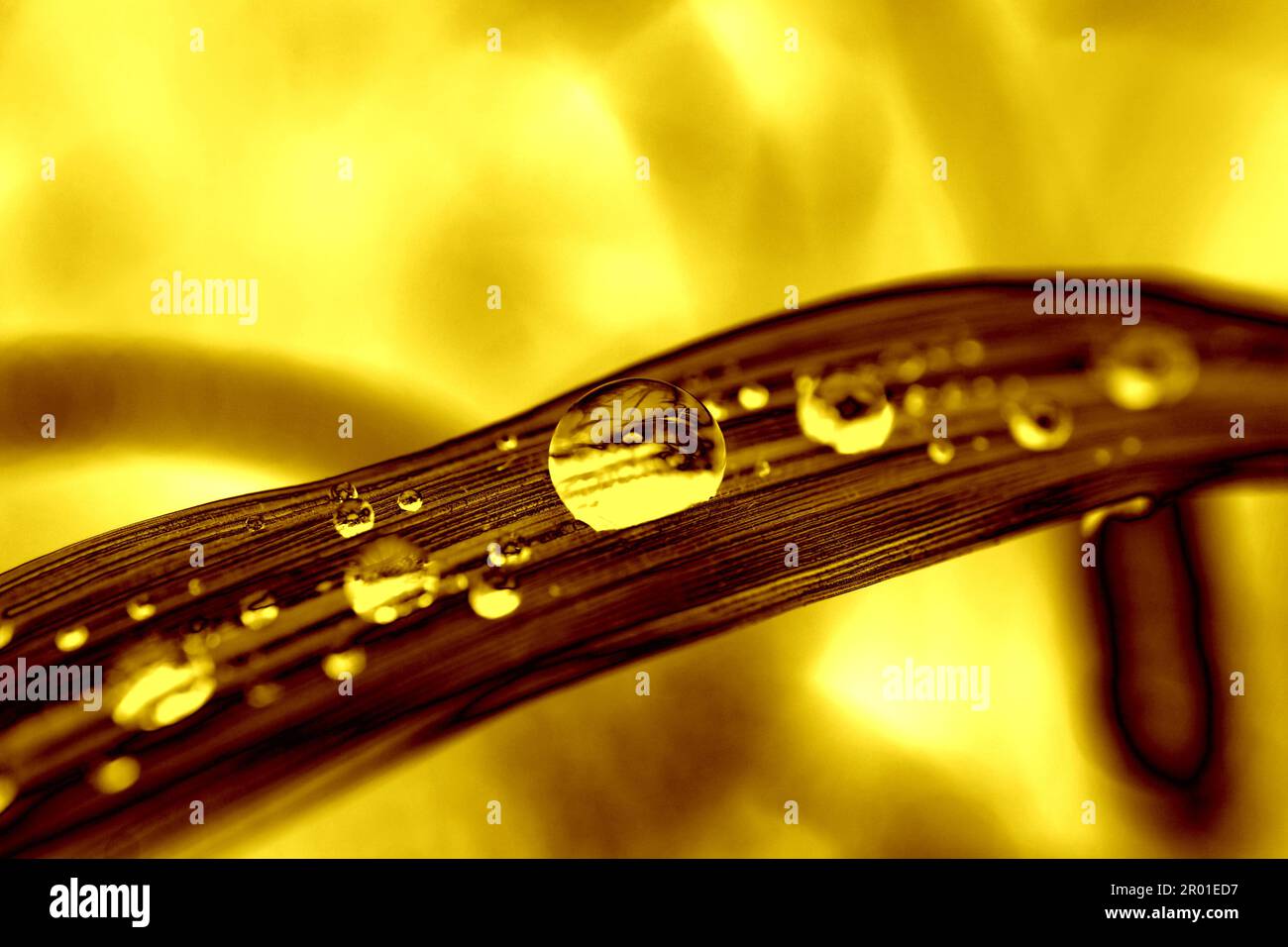 Pop Art in stile surreale splendida foglia di pianta dorata con gocce d'acqua Foto Stock