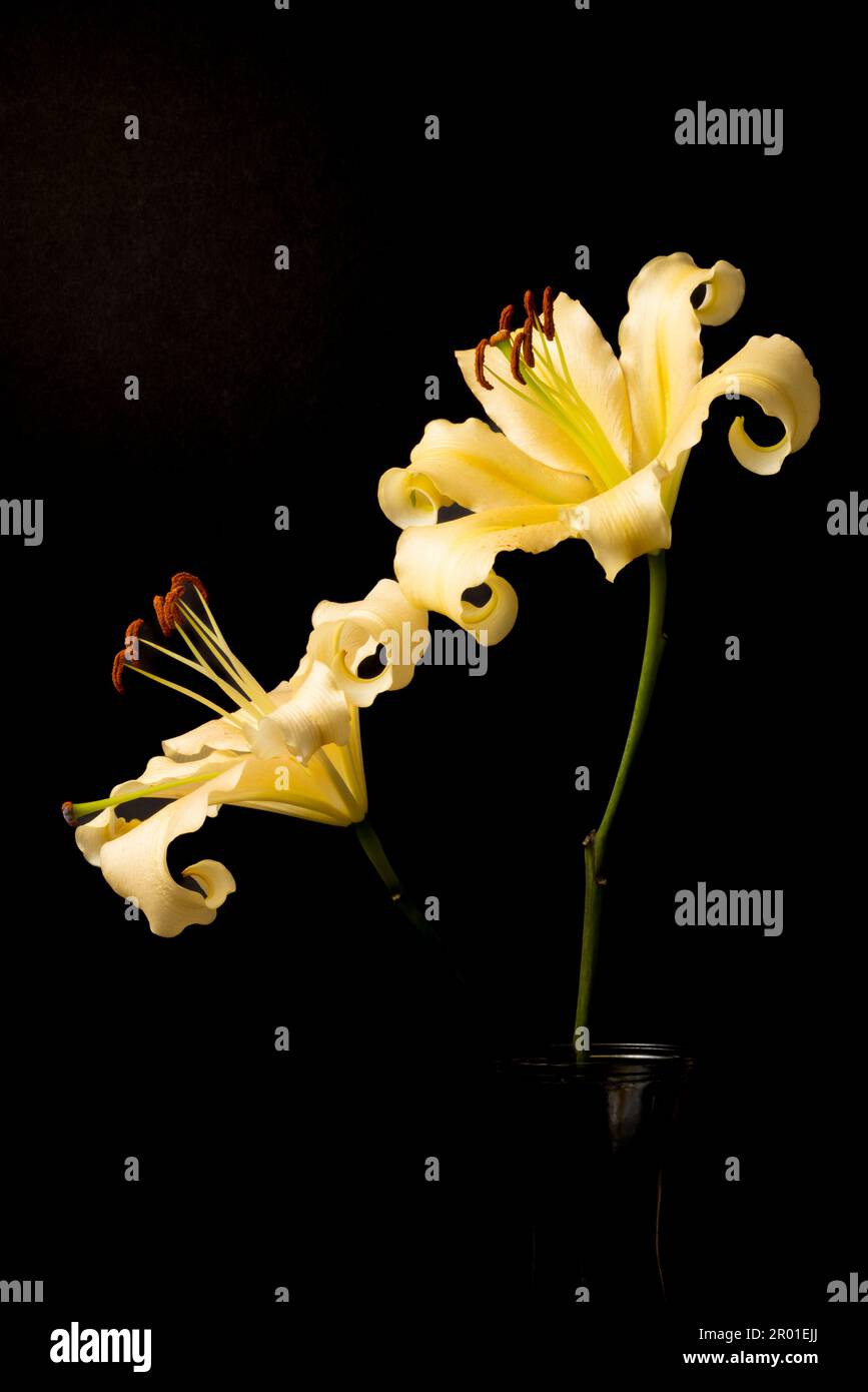 Close detail of White Stargazer Lilies.taken with A Black background, Lilium sono perenni bulbosi Foto Stock