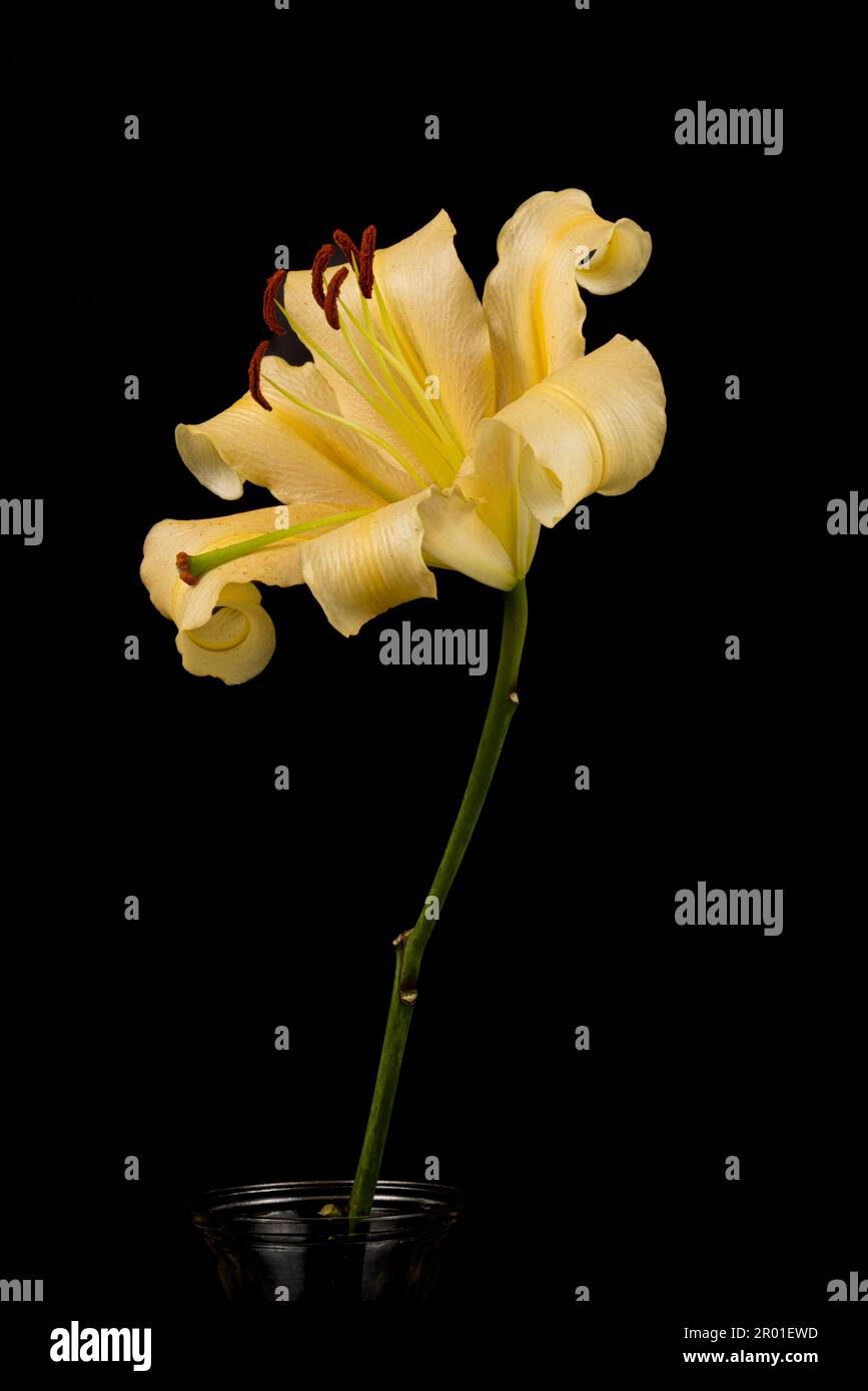 Close detail of White Stargazer Lilies.taken with A Black background, Lilium sono perenni bulbosi Foto Stock