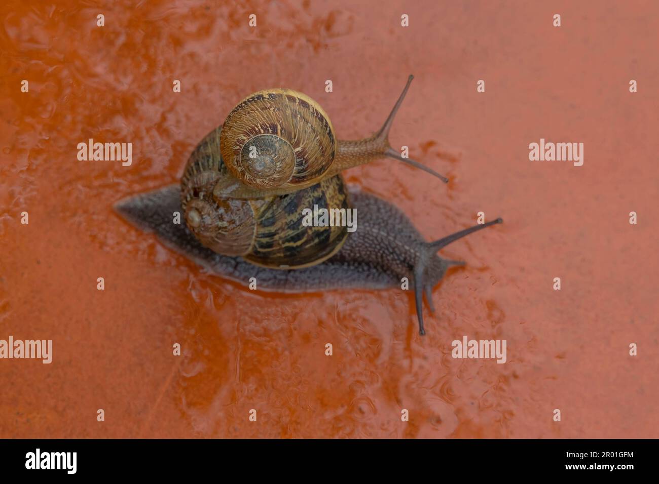 Una piccola lumaca salì sul guscio di una più grande per essere portata via Foto Stock