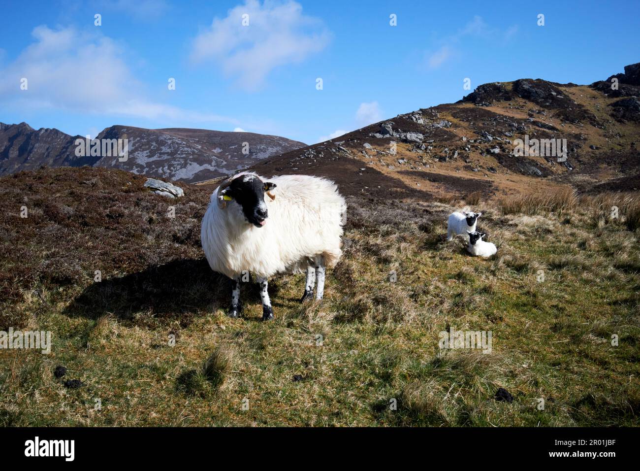 pecora con agnelli che camminano lungo i ripidi pendii vicino slieve lega contea donegal repubblica d'irlanda Foto Stock