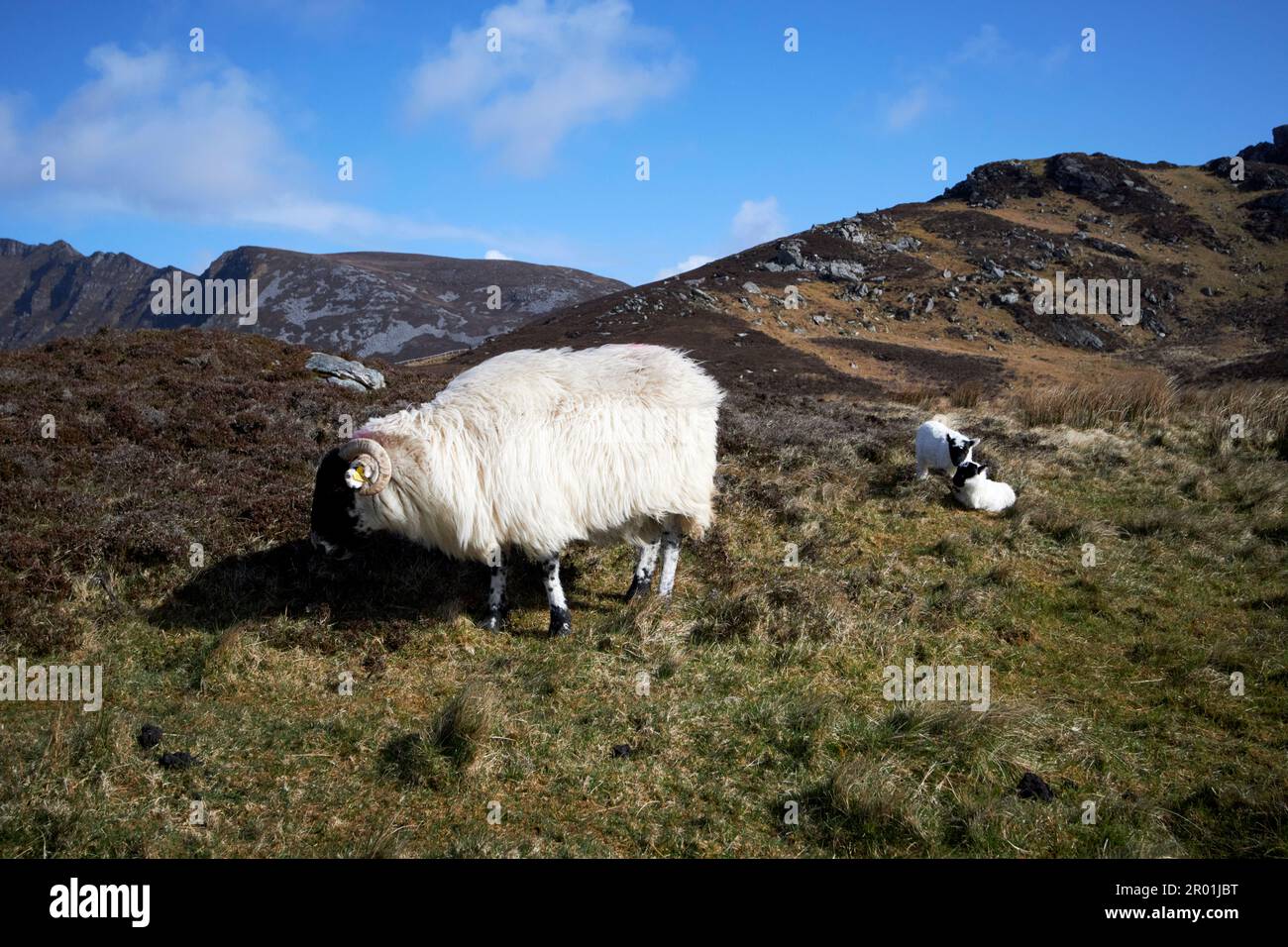 pecora con agnelli che camminano lungo i ripidi pendii vicino slieve lega contea donegal repubblica d'irlanda Foto Stock