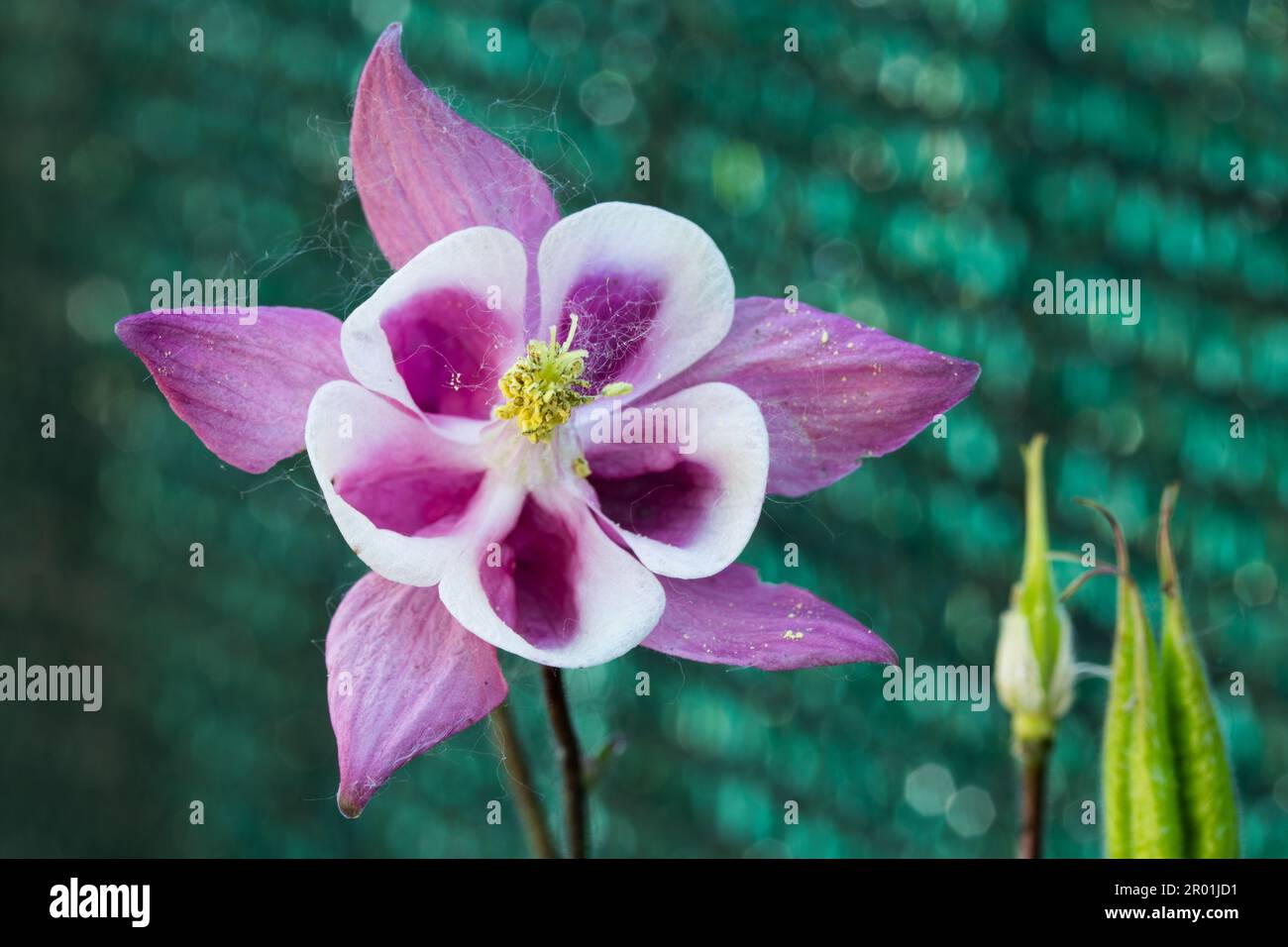 Fiore di primavera Aquilegia saximontana Foto Stock
