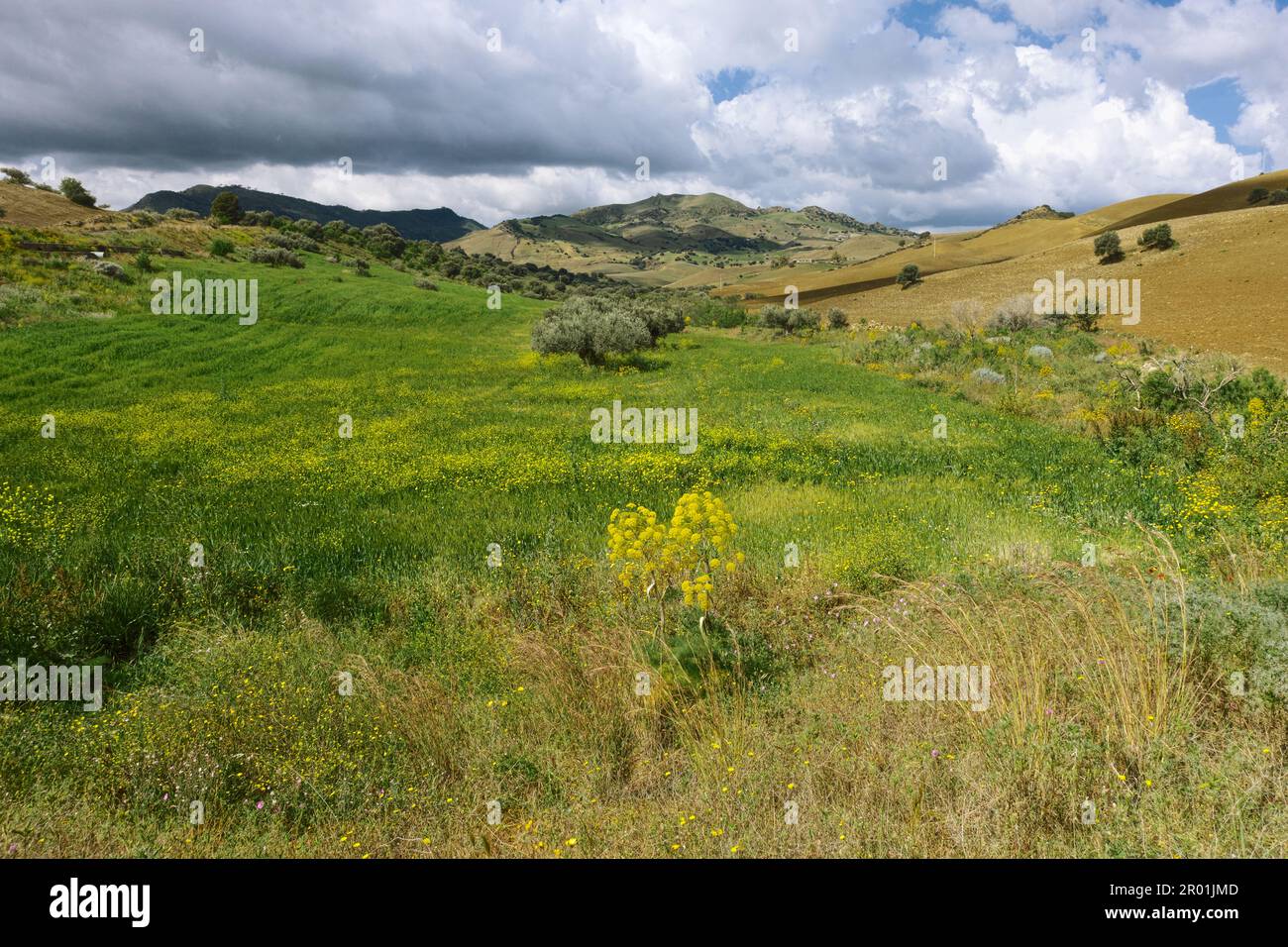 Sicilia paesaggio primaverile con fiori gialli sotto il cielo drammatico, Italia Foto Stock