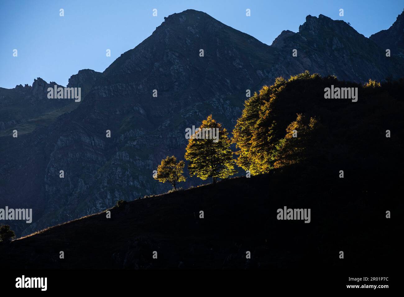 Faggi solitari in Espelunguère, parco nazionale dei pirenei, atlantici pirenei, nuova regione aquitania, francia. Foto Stock