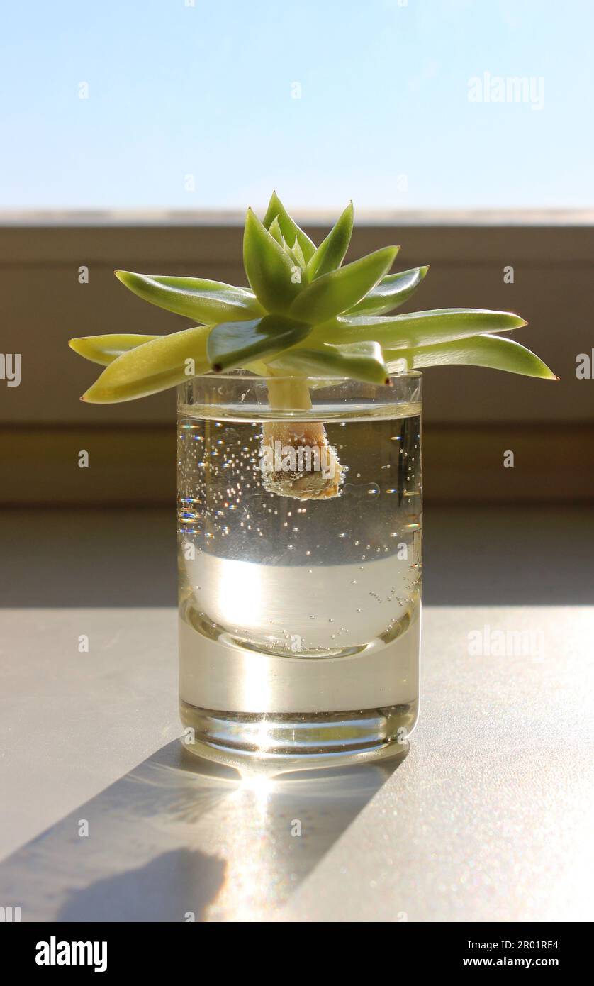 Vista laterale di pianta giovane con gambo in Un'acqua all'interno vetro su Un davanzale Foto Stock