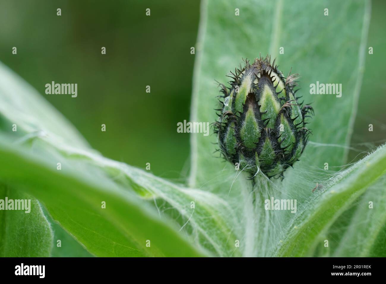 Primo piano naturale su una e, erging fiore bocciolo bof la montagna cornflower, Centaurea montana Foto Stock