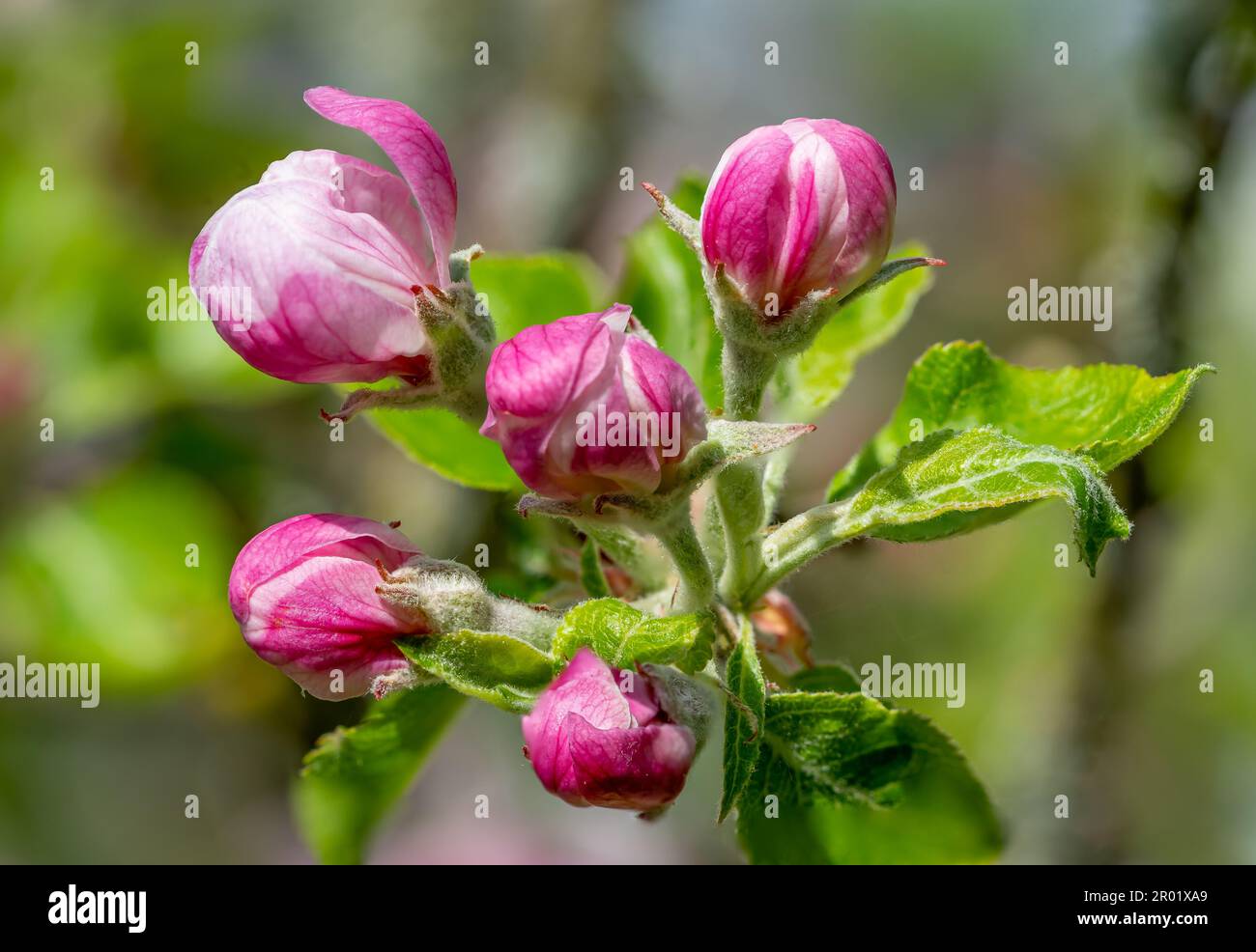macro shot rosa e bianco albero di mela fiore sfondo Foto Stock