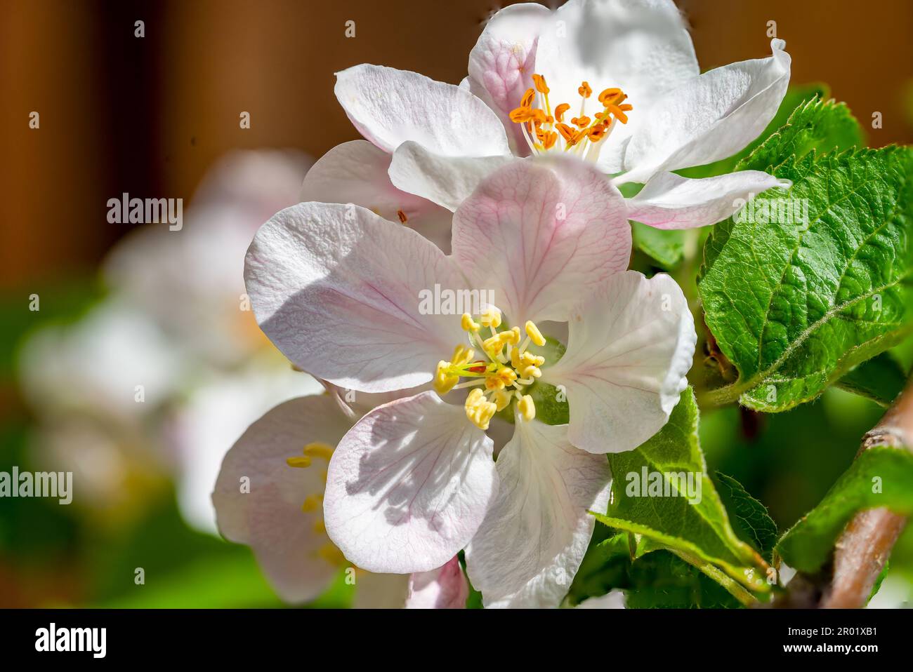 macro shot rosa e bianco albero di mela fiore sfondo Foto Stock