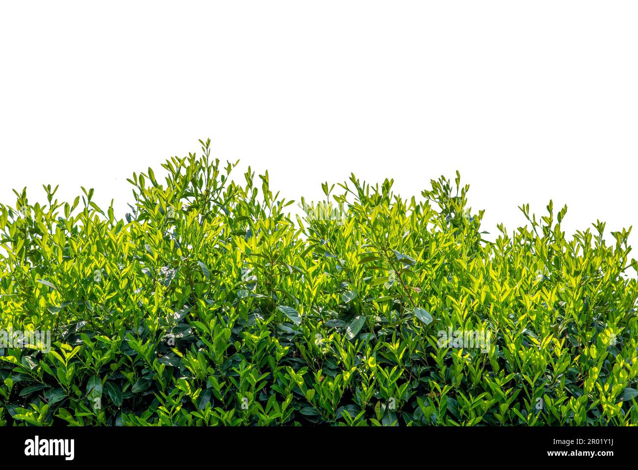 Siepe di ciliegio alloro, foglie verdi di Prunus laurocerasus, isolato su bianco, spazio copia, con percorso di ritaglio incluso Foto Stock