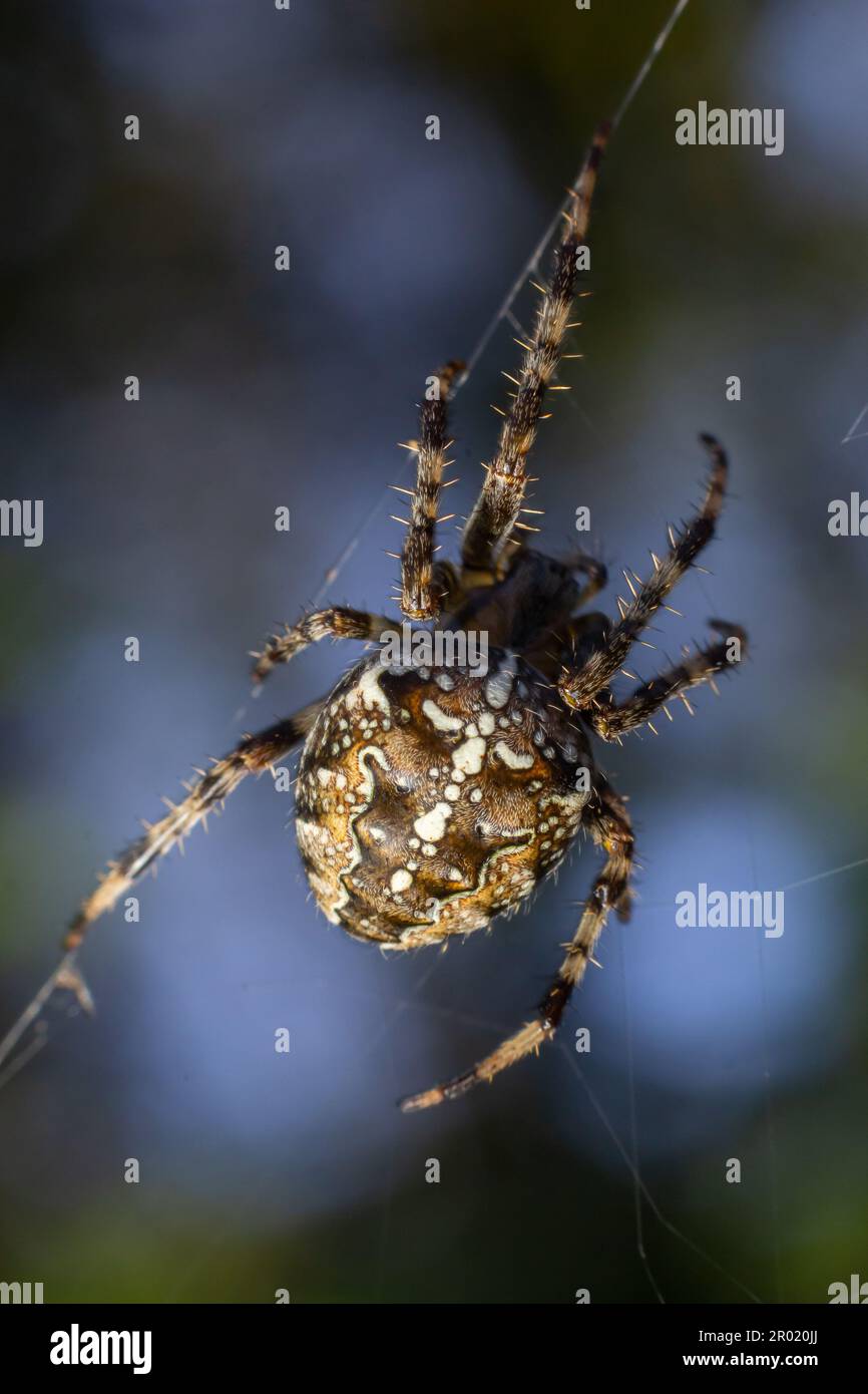 Ragno Araneus diadematus con una croce sulla schiena su un ragnatela su uno sfondo di albero. Foto Stock