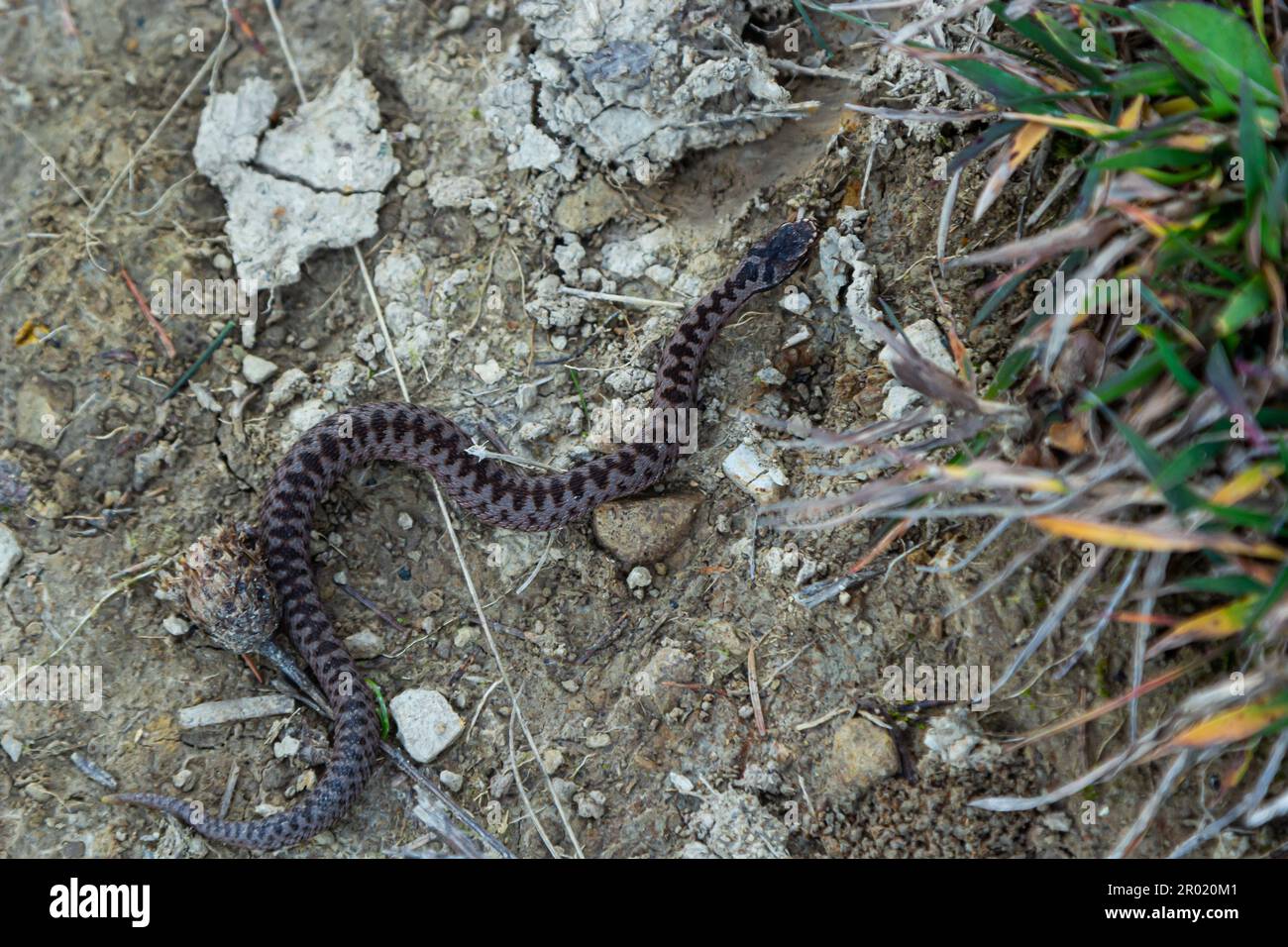 Adder viper serpente Vipera berus allontanandosi dalla pietra. Foto Stock