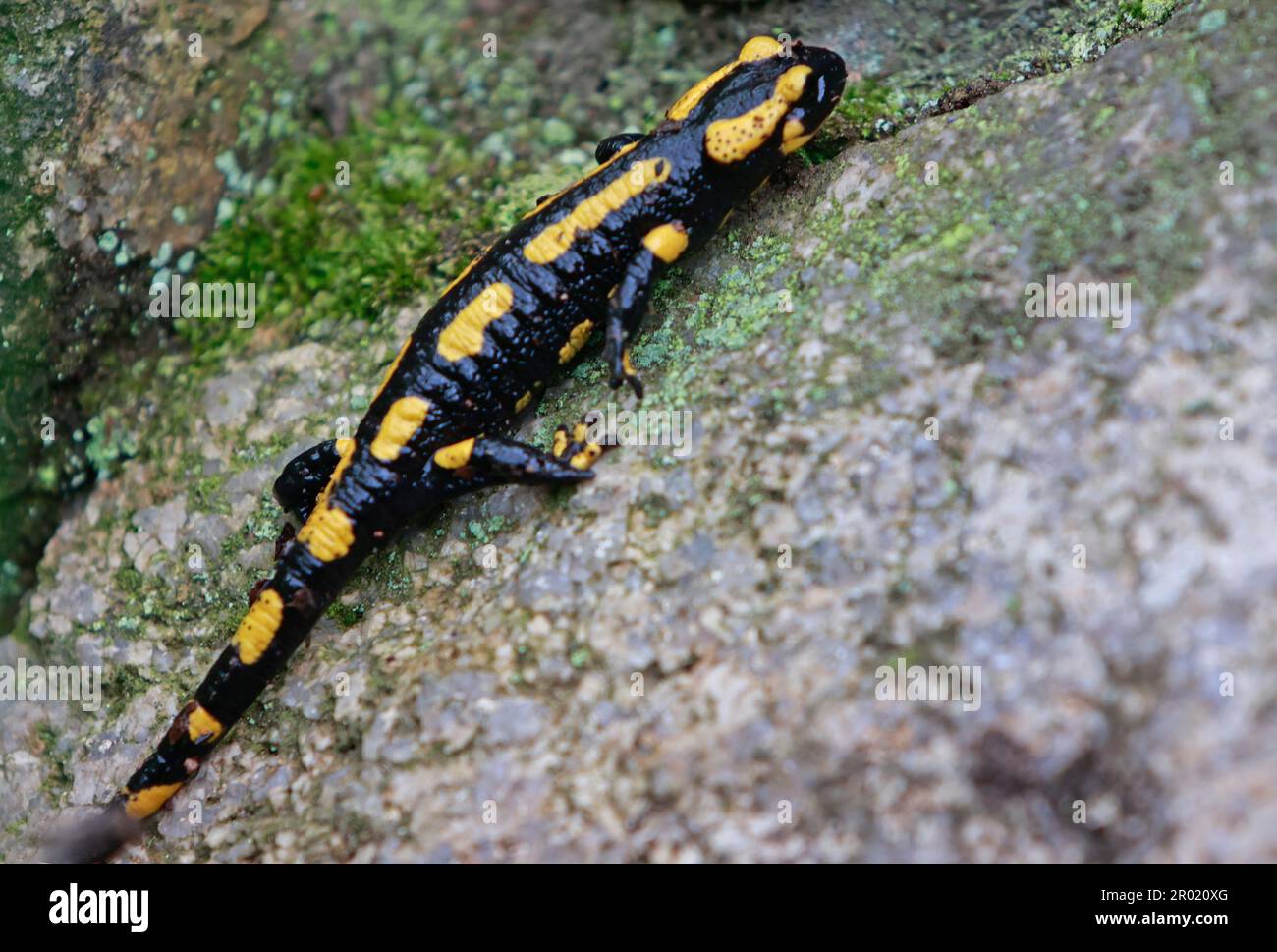 06 maggio 2023, Sassonia-Anhalt, Thale: Una salamandra del fuoco striscia attraverso la massa di roccia umida. Con il tempo piovoso, le salamandre del fuoco stanno uscendo sempre più dai loro luoghi freschi e umidi della terra che nascondono. È uno degli animali in pericolo. I salamandri del fuoco vivono in aree forestali decidue più grandi con canali di ruscello quasi naturali e sono più attivi durante il tempo piovoso. Foto: Matthias Bein/dpa Foto Stock