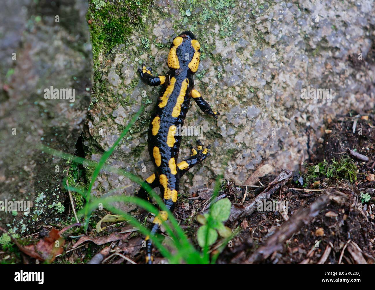 06 maggio 2023, Sassonia-Anhalt, Thale: Una salamandra del fuoco striscia attraverso la massa di roccia umida. Con il tempo piovoso, le salamandre del fuoco stanno uscendo sempre più dai loro luoghi freschi e umidi della terra che nascondono. È uno degli animali in pericolo. I salamandri del fuoco vivono in aree forestali decidue più grandi con canali di ruscello quasi naturali e sono più attivi durante il tempo piovoso. Foto: Matthias Bein/dpa Foto Stock