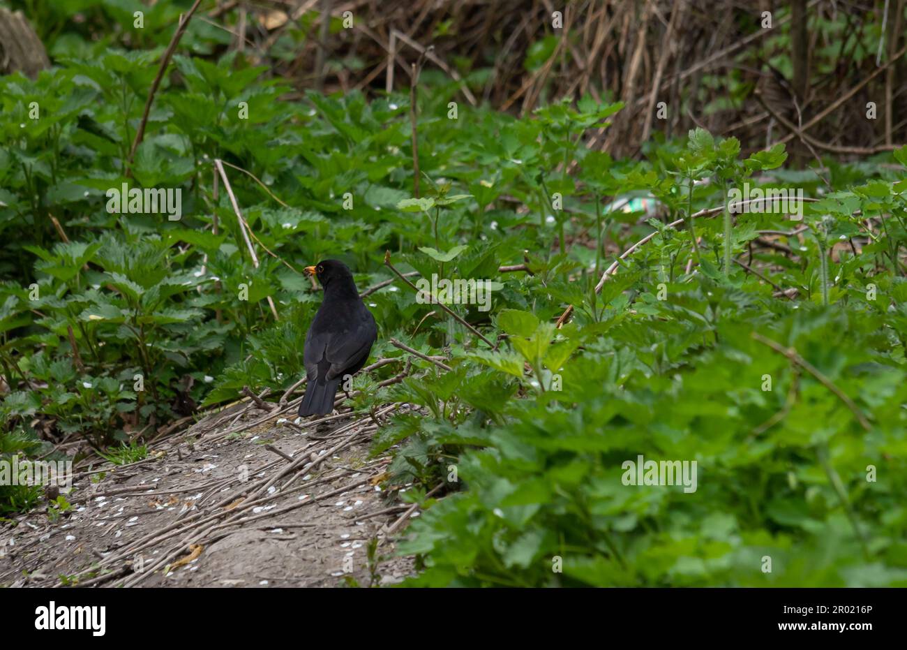 Il comune uccello nero Turdus merula è un uccello relativamente grande e a coda lunga, diffuso e comune, e quindi uno dei più popolari e ben k Foto Stock