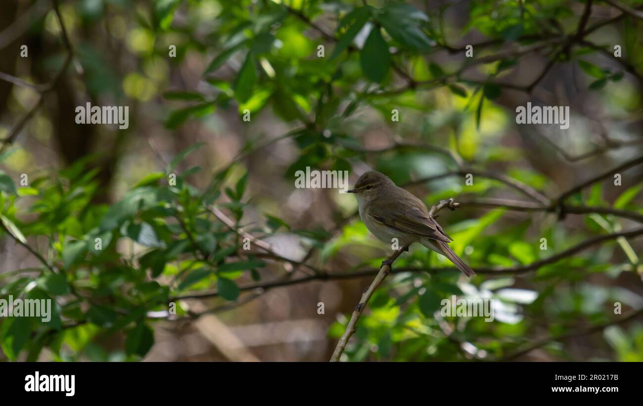 Il Reed Warbler Acrocephalus dumetorum di Blyth siede su un ramo. Foto Stock