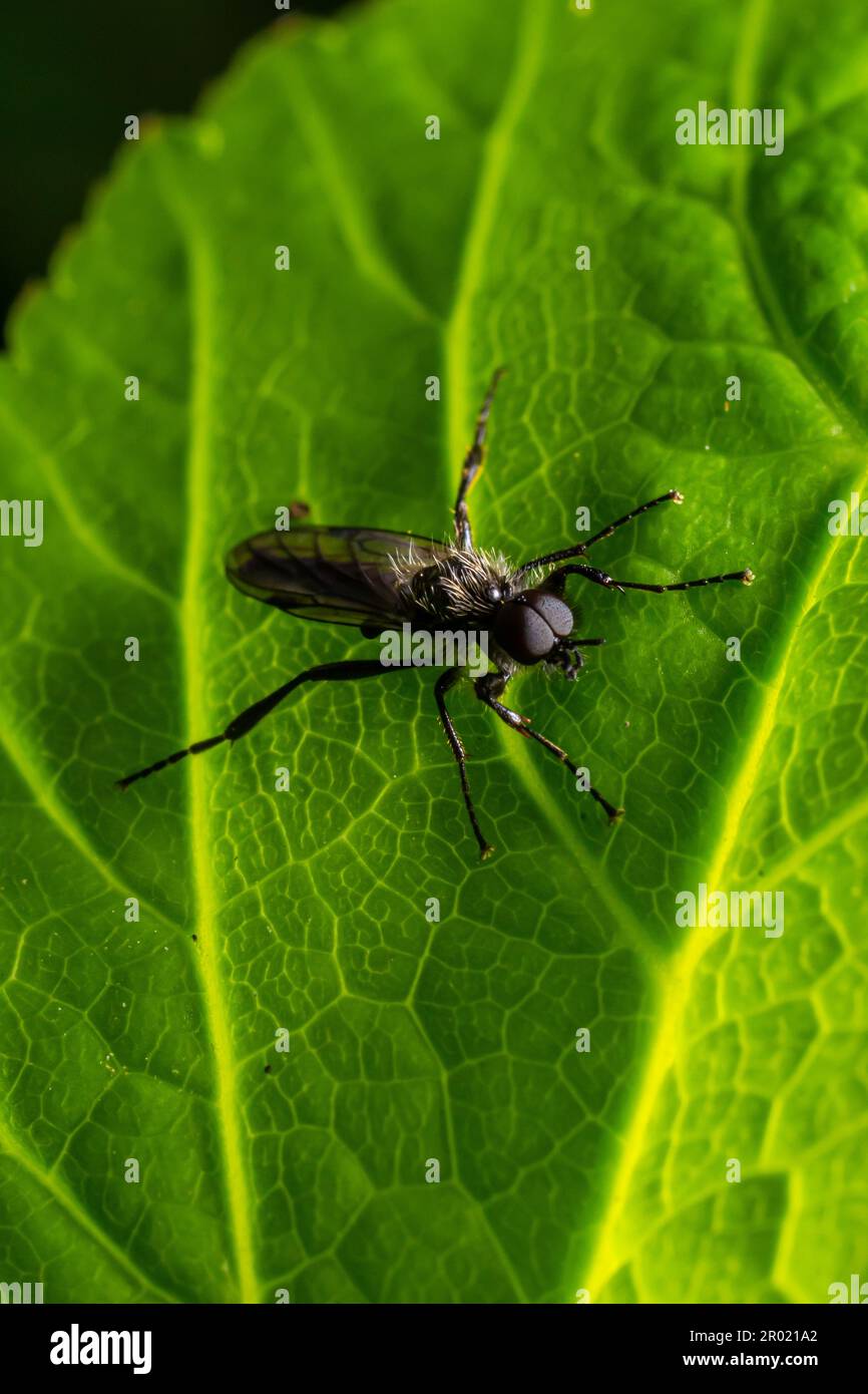 Aquilegia sawfly chiamato anche columbine sawfly Pristiphora rufipes. Comune peste di ribes e uva spina in giardini e piantagioni coltivate. Foto Stock