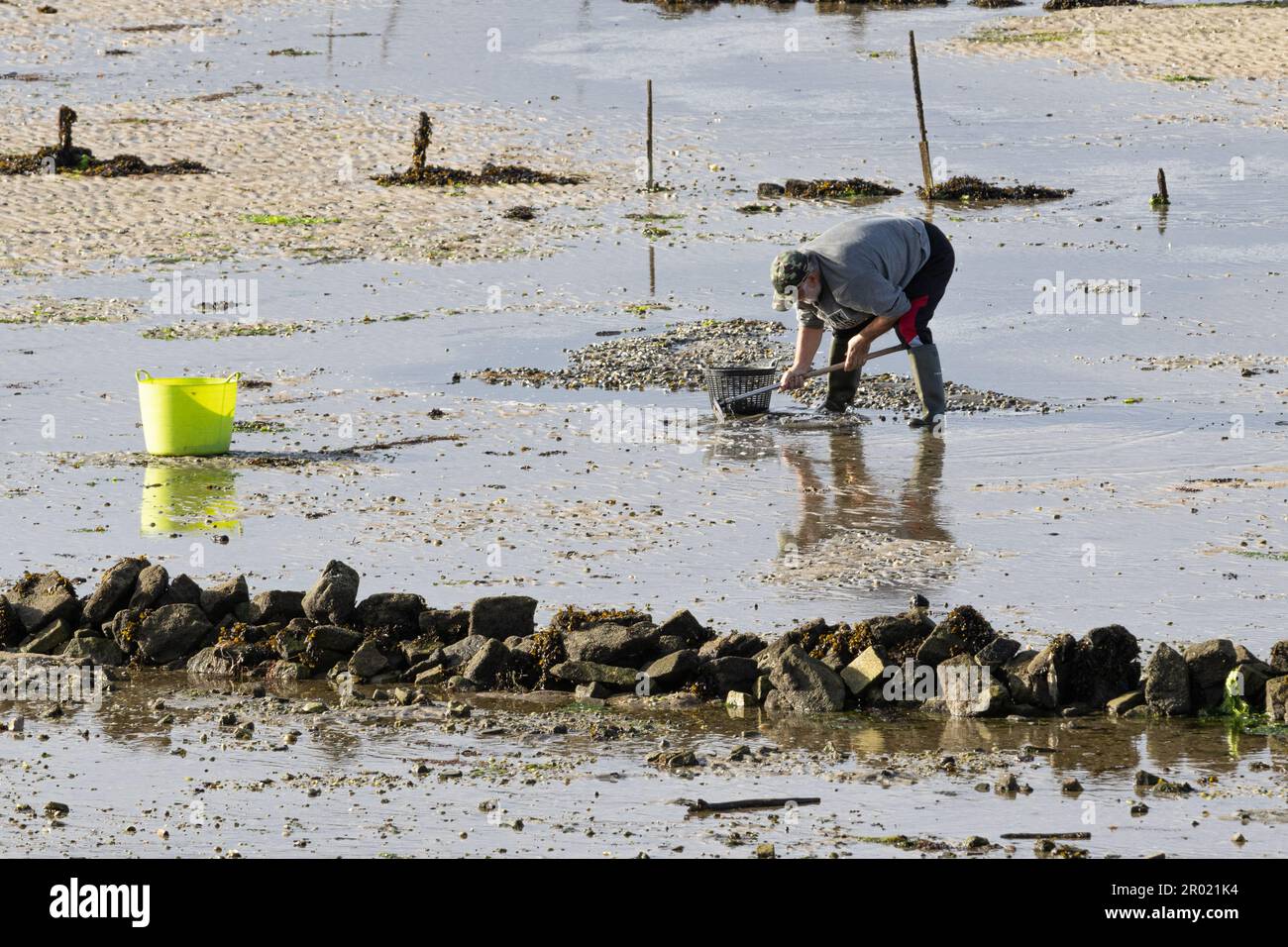 Carril, Spagna; 2 maggio 2023: Scena di un raccoglitrice di molluschi che raccoglie le vongole sulla spiaggia di Carril con la bassa marea Foto Stock