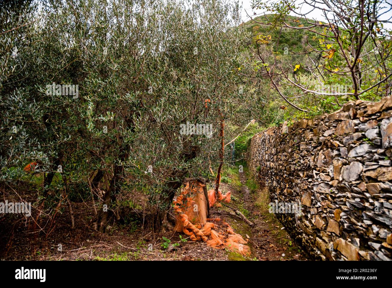 Il sentiero Azzurro passa accanto alle reti per la raccolta delle olive nel Parco Nazionale delle cinque Terre dal paese di Corniglia. Foto Stock