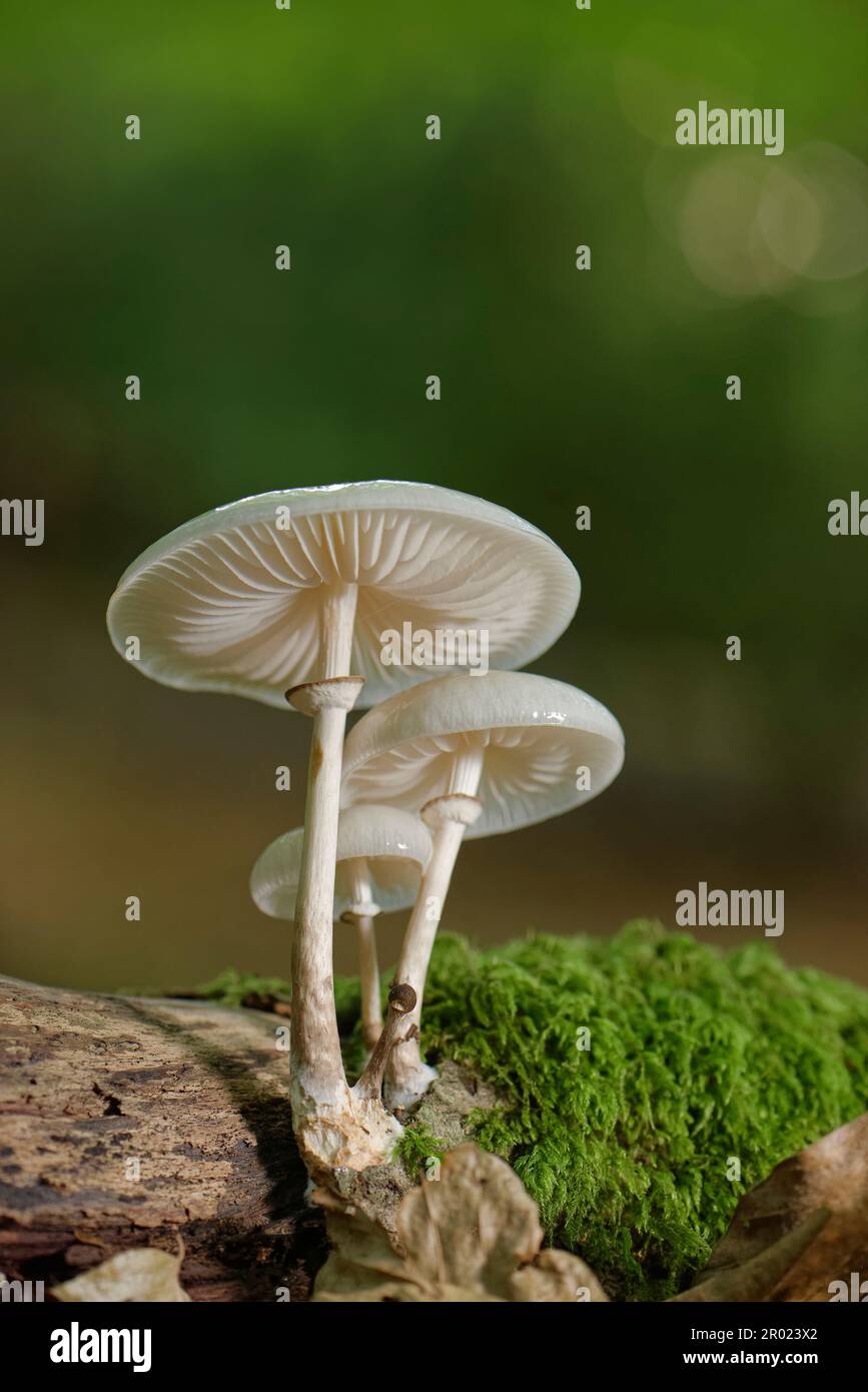 Grumi di porcellana (Oudemansiella mucida) provenienti da un ceppo di faggio marciume (Fagus sylvatica), Bramshaw Wood, New Forest, Hampshire, Regno Unito, Ottobre. Foto Stock