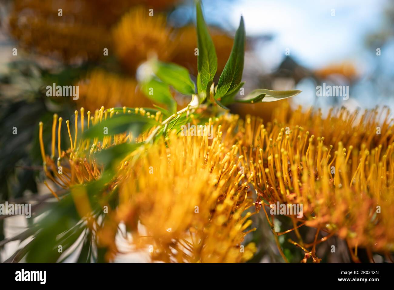 Principalmente sfocato pennello-come fiore giallo. Rovere di seta australiano o rovere d'argento Foto Stock