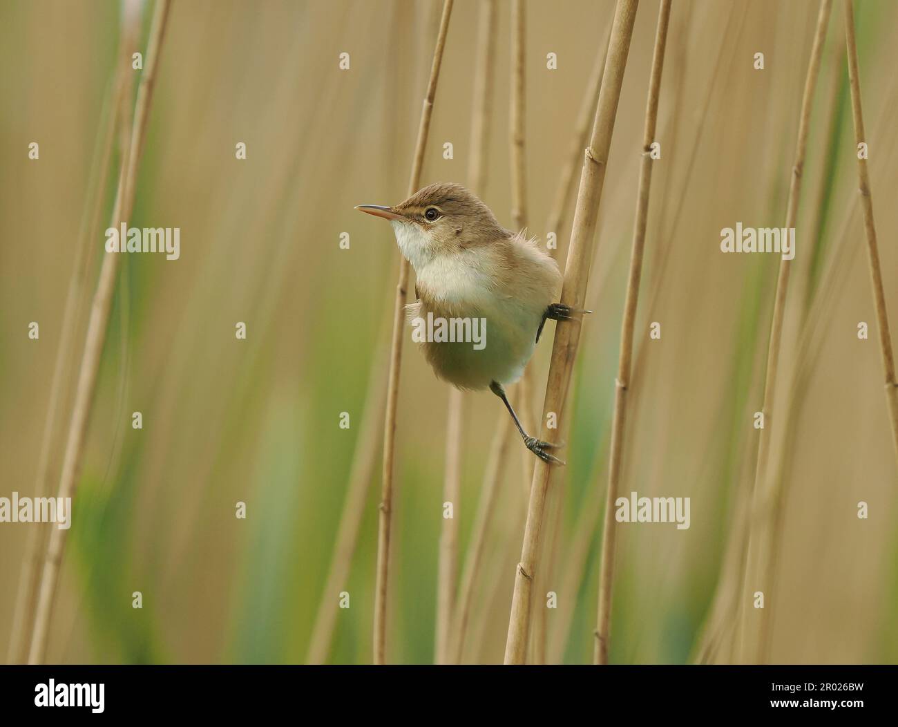 Warbler Reed molto presto dopo l'arrivo nel Regno Unito sarà accoppiato e cominciando a nido ! Foto Stock