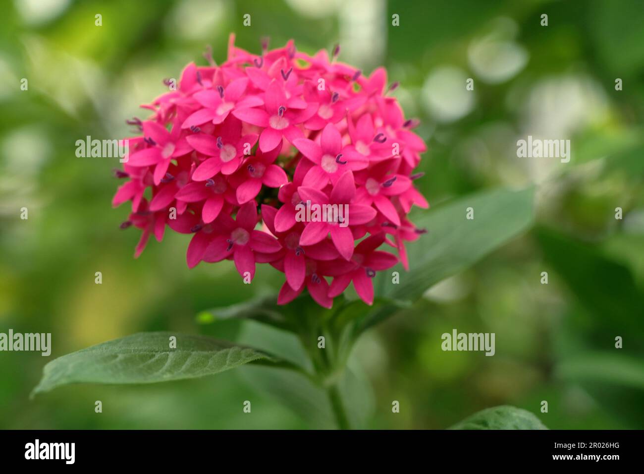 Fiore rosa di Pentas lanceolata Foto Stock