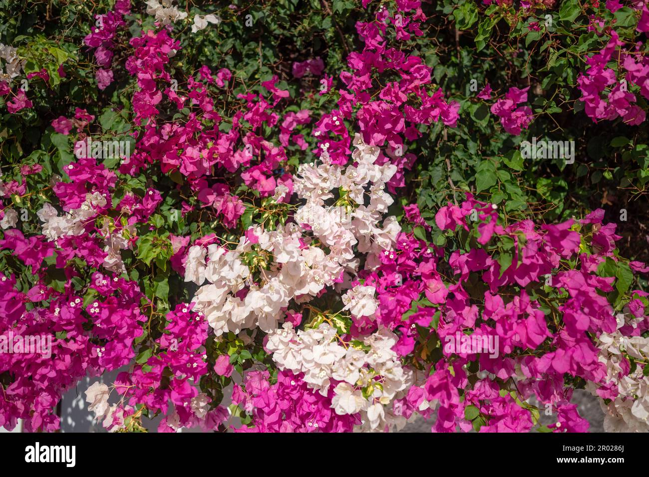 La bouganvillea rosa e bianca fiorisce come siepe naturale. Manca il tipo di universo Foto Stock