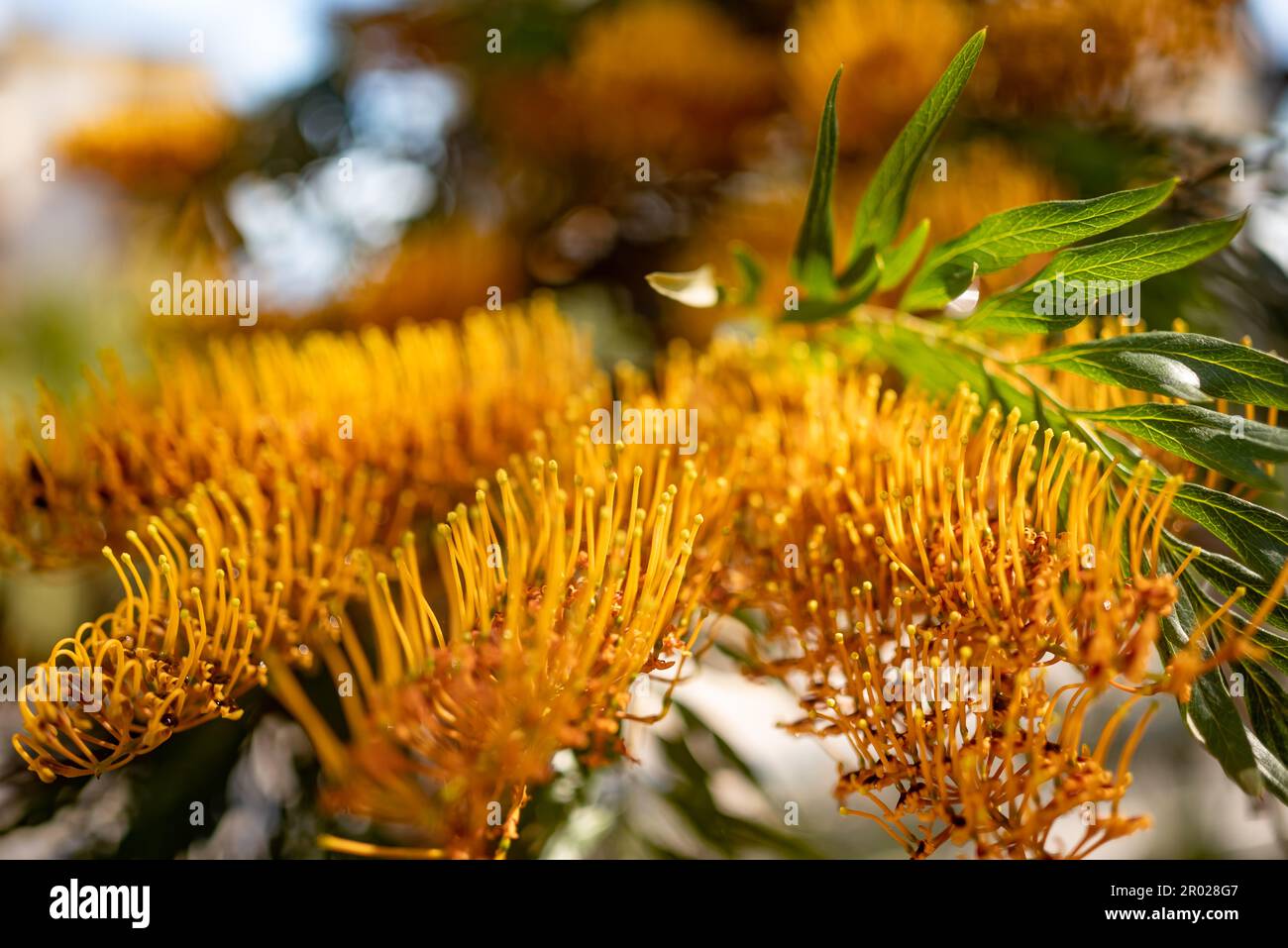 Principalmente sfocato pennello-come fiore giallo. Rovere di seta australiano o rovere d'argento Foto Stock