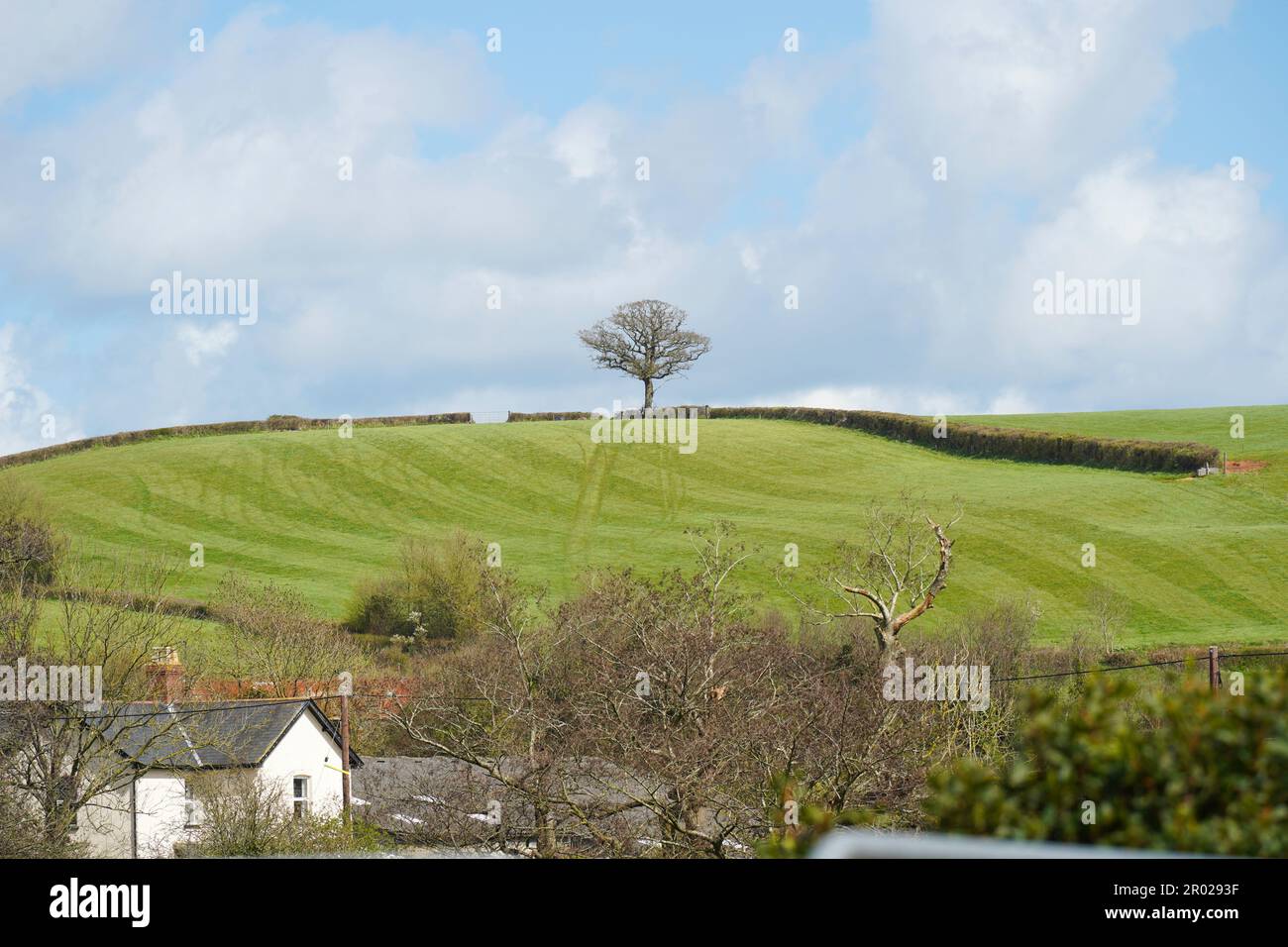 La campagna inglese, un unico albero isolato in cima ad un prato, con un cielo blu sullo sfondo Foto Stock