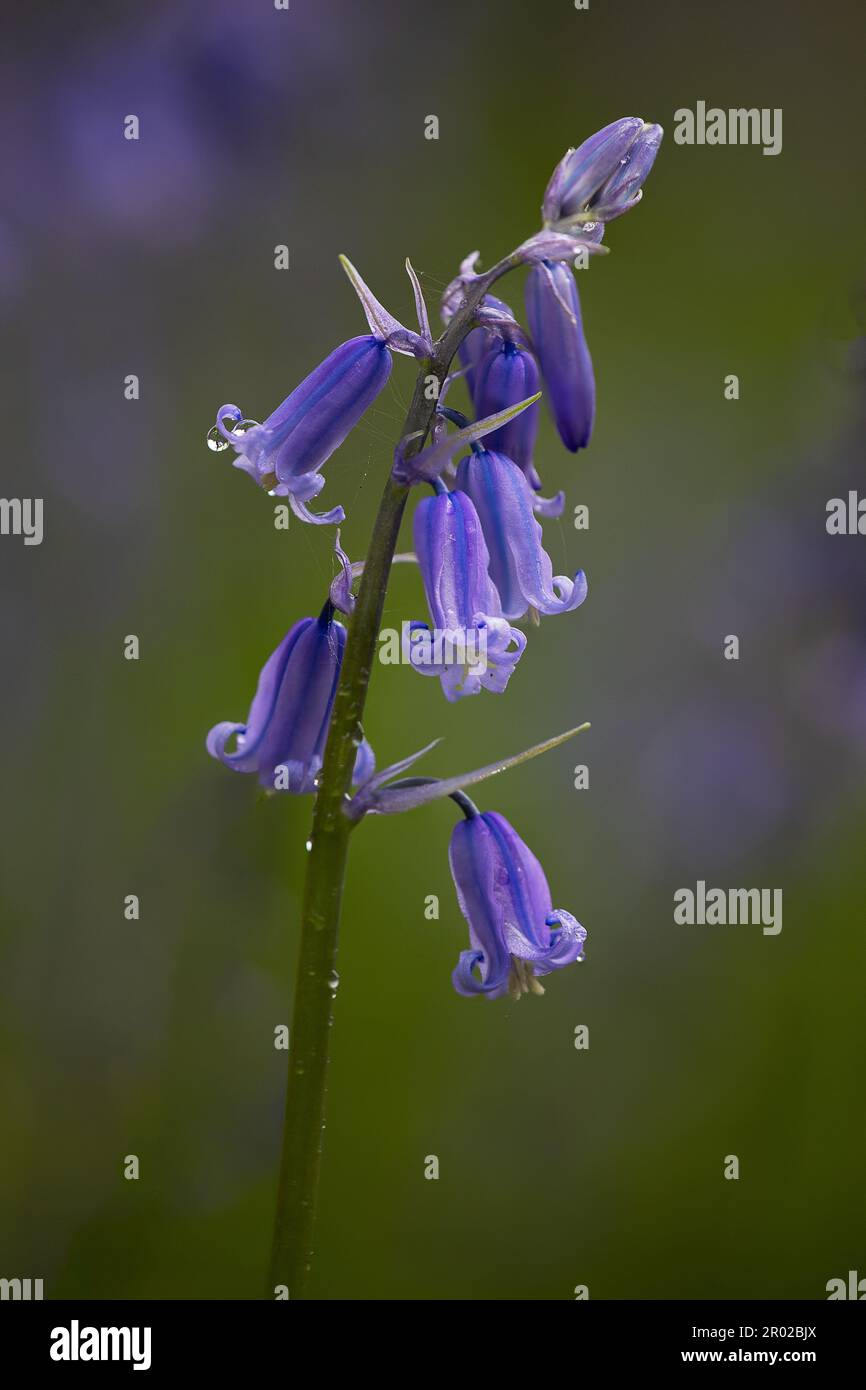 Primo piano di un campanile spagnolo in fiore. Presi contro uno sfondo sfocato naturale con spazio per il testo Foto Stock