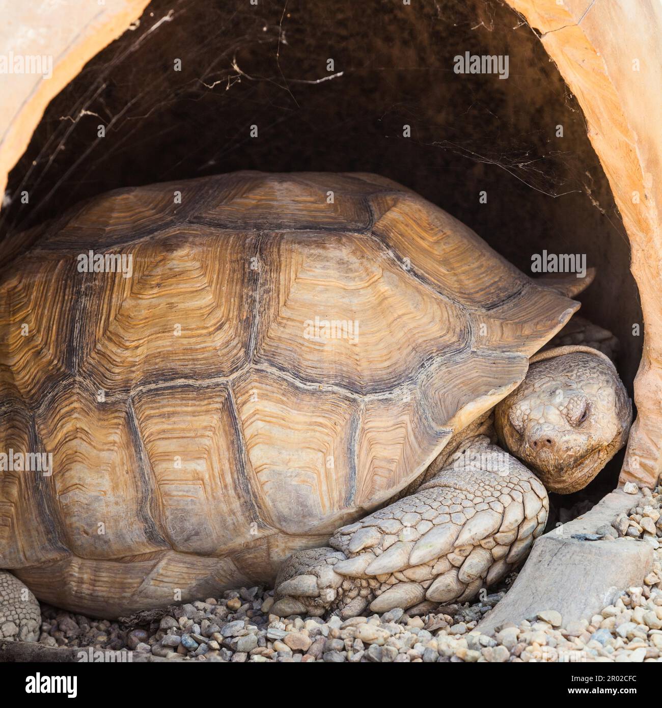 Nome: Reptilia Chelonia (Testudinidae) Geochelone sulcata Foto Stock