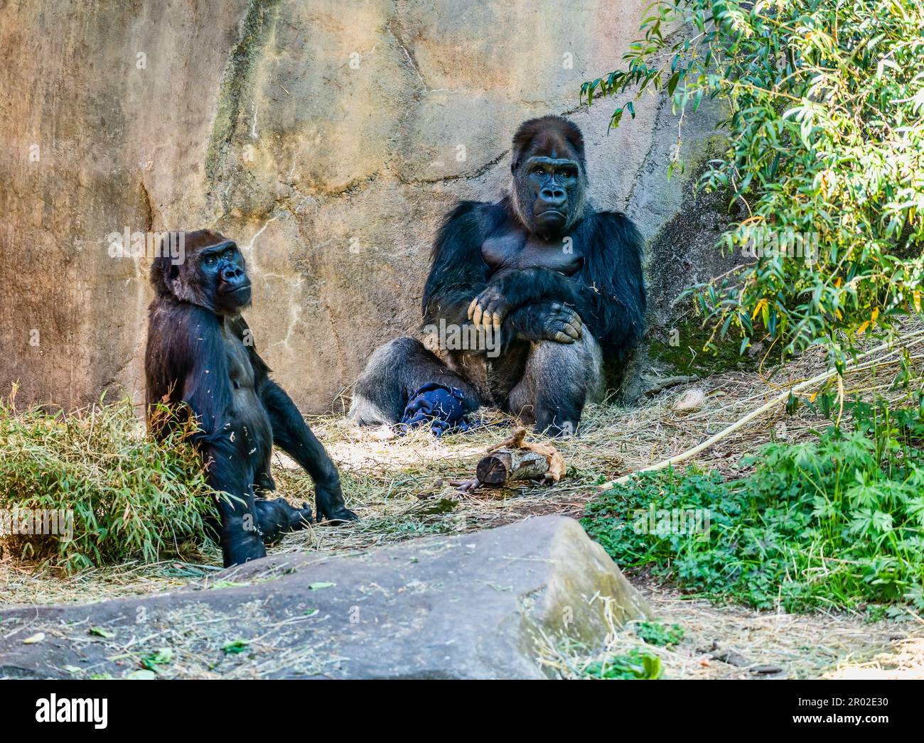 Un gorilla si siede vicino ad un muro al Woodland Park Zoo a Seattle, Washington. Foto Stock