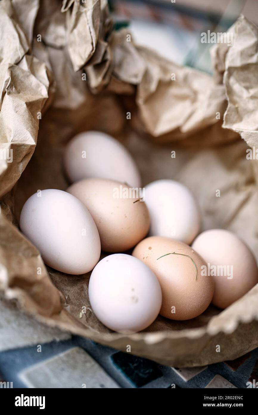 Uova di pollo raccolte di recente dai nidi nel henhouse Foto Stock