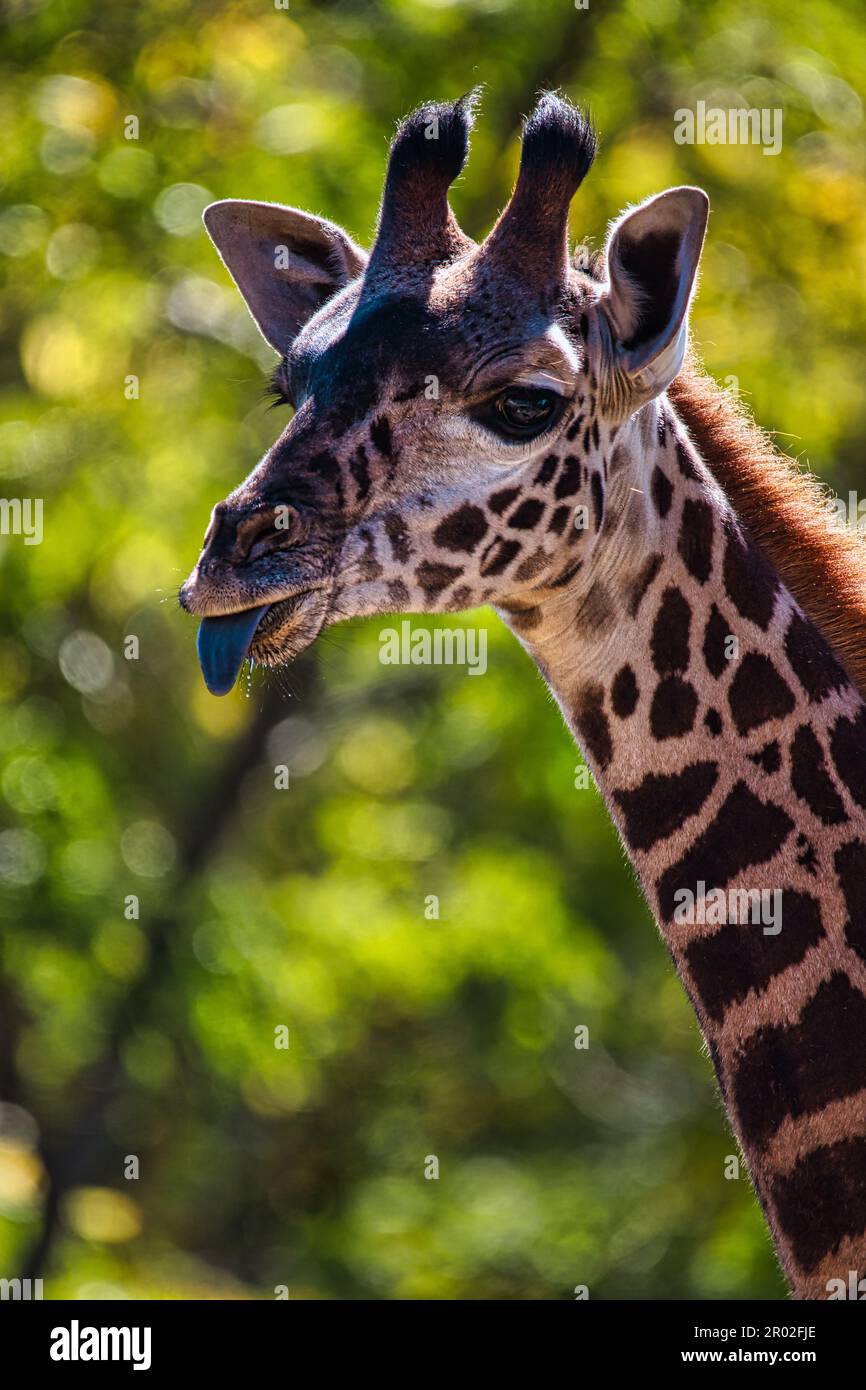 Un primo piano verticale di una giraffa con la lingua fuori, in una giornata di sole Foto Stock