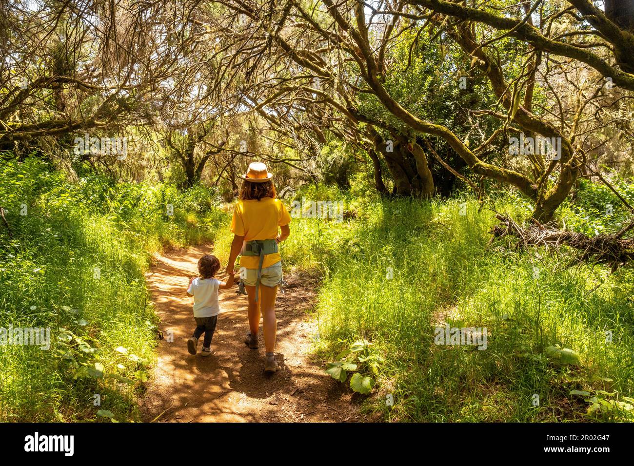 Camminando lungo il sentiero della foresta di alloro in un lussureggiante paesaggio verde a la Llania su El Hierro, Isole Canarie Foto Stock