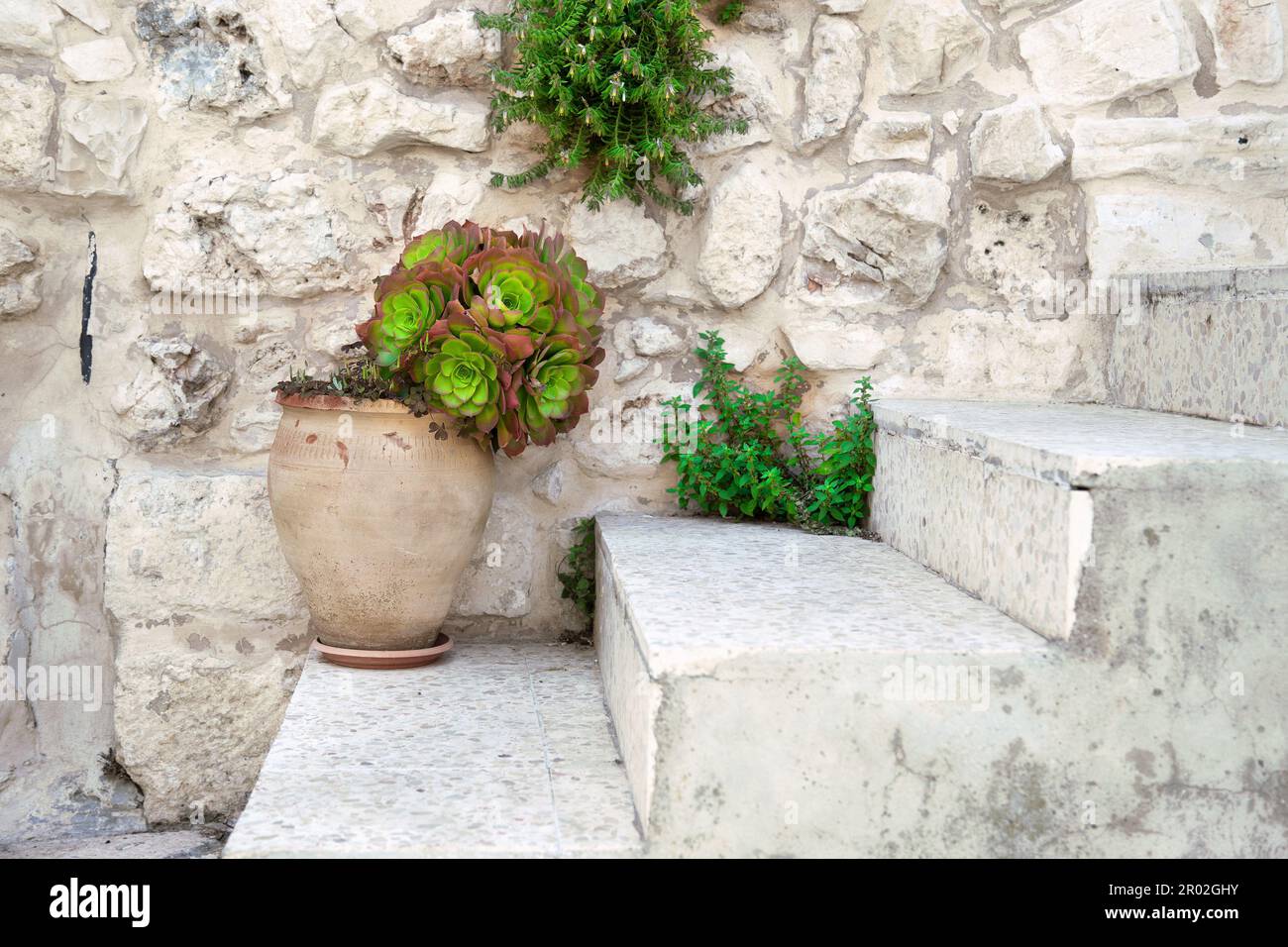 Fioritura di sempervivum tectorum in vaso di argilla sui gradini di pietra di un portico Foto Stock