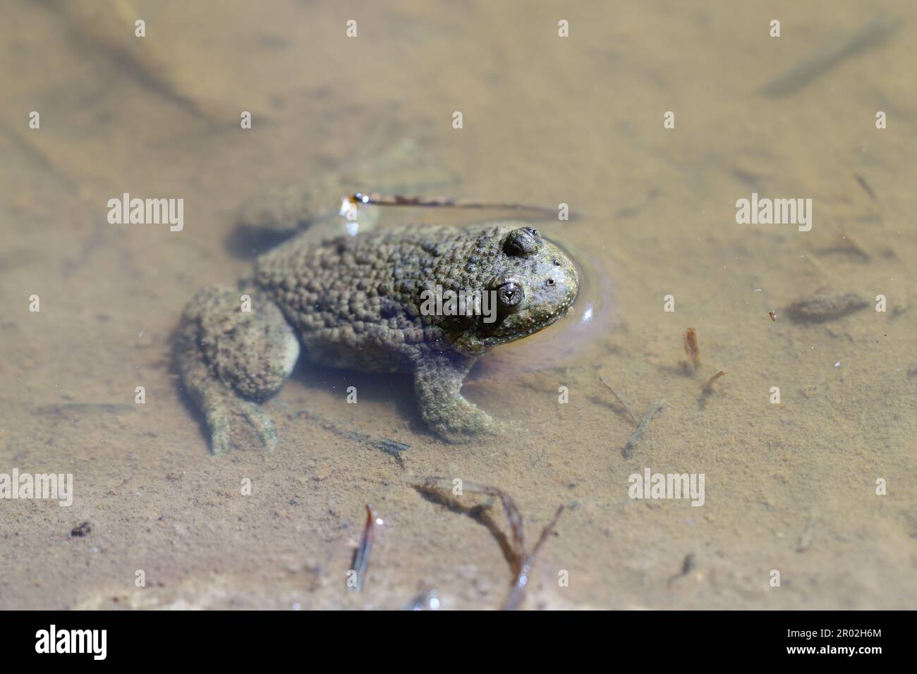 Toad dalle ventre gialle, Bombina variegata. Rare specie di anfibi in pericolo. Foto Stock