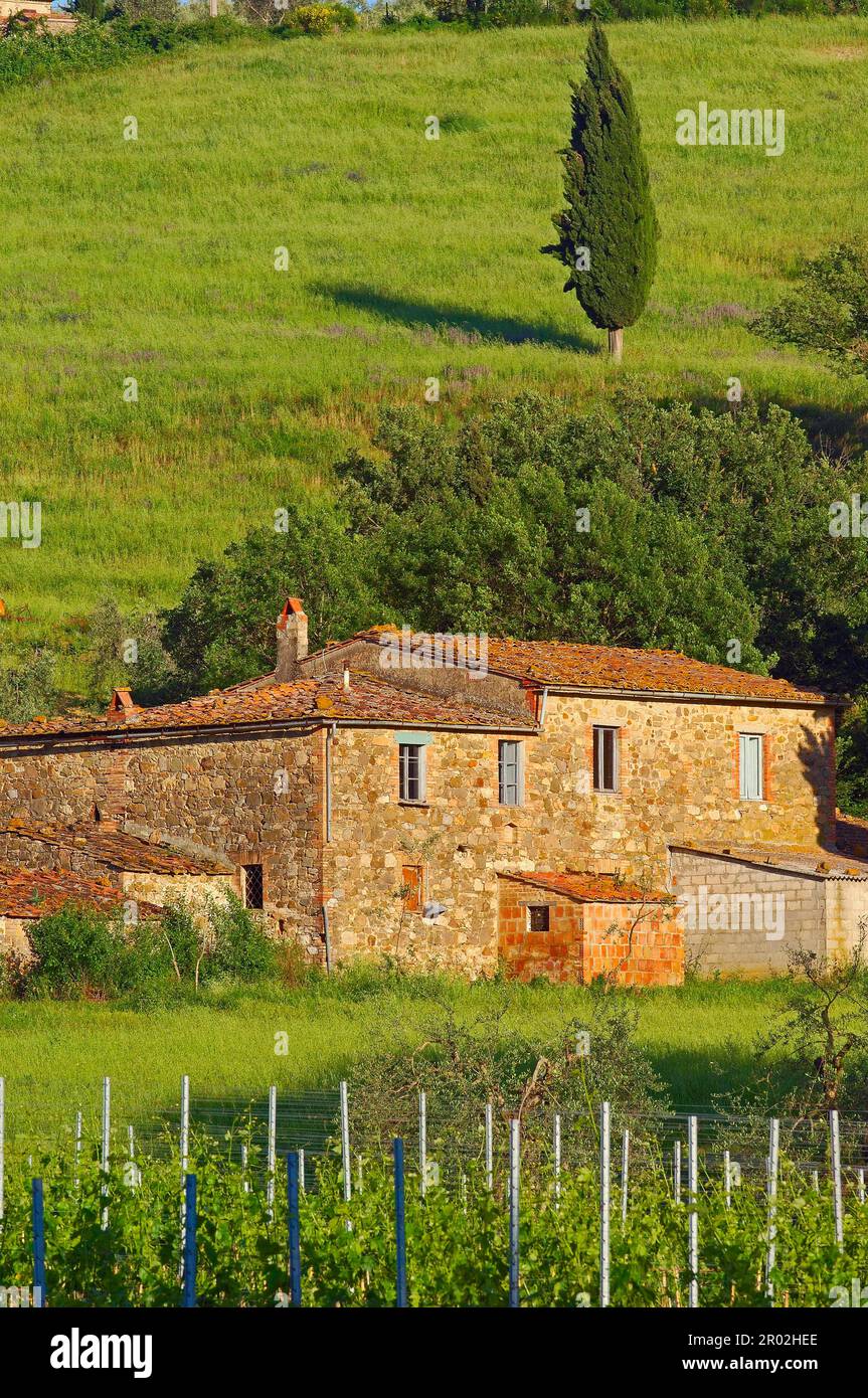 Montalcino, vigneti, Val d'Orcia, Val d'Orcia, Patrimonio dell'Umanità dell'UNESCO, Provincia di Siena, Toscana, Campagna toscana, Italia Foto Stock