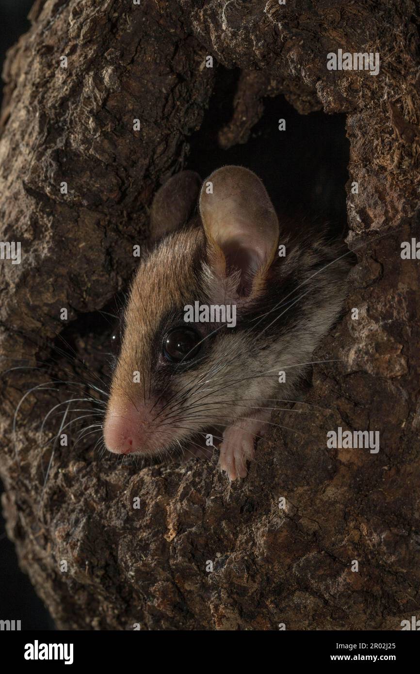 Giardino dormouse (Eliomys quercinus) guardando fuori dalla cavità dell'albero, Germania Foto Stock