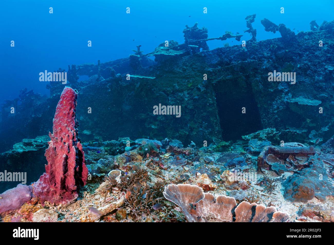 Ponte, sovrastruttura, Kyokuzan Maru, subacqueo, relitto, Vegetazione fitta, animali invertebrati (Evertebrati), invertebrati, nave di rifornimento giapponese Foto Stock