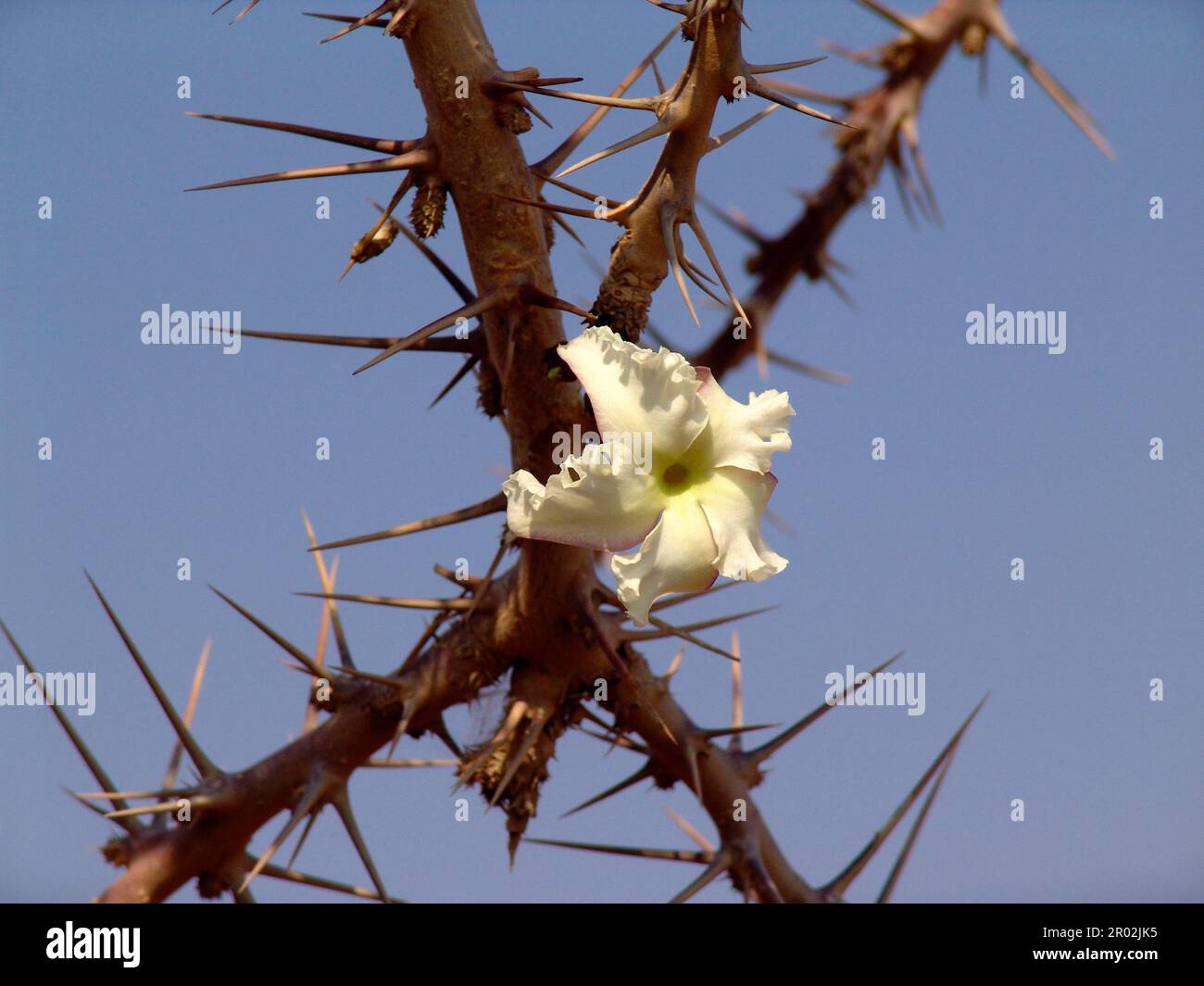 Albero della bottiglia Foto Stock