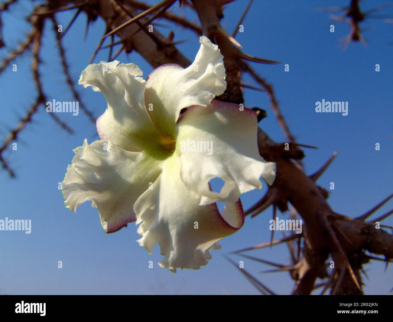 Albero della bottiglia Foto Stock